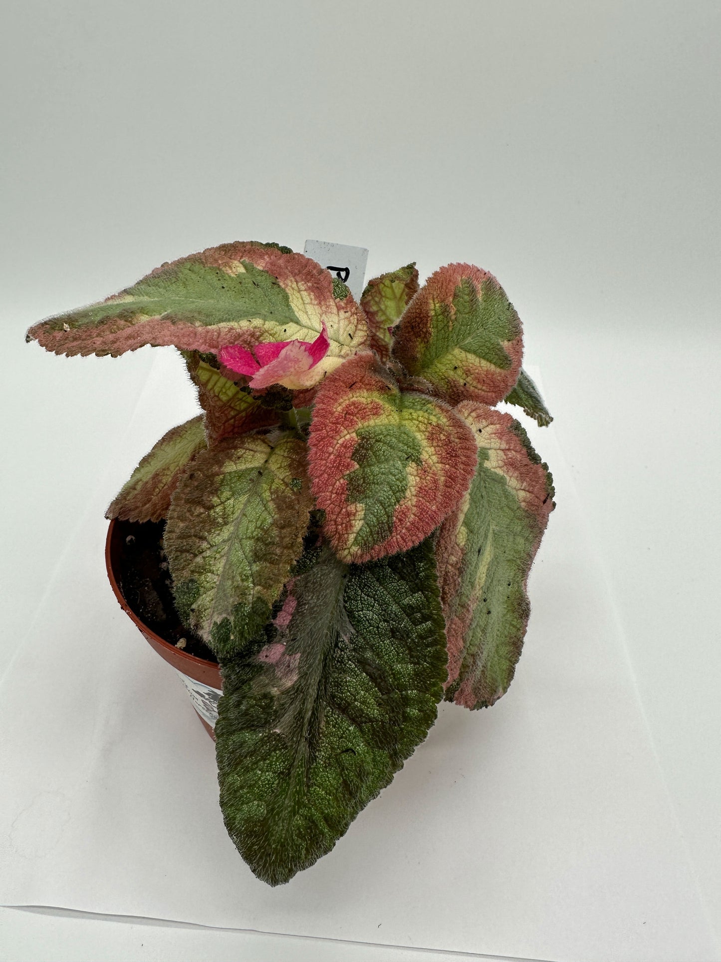 Picasso - Live Episcia 4"