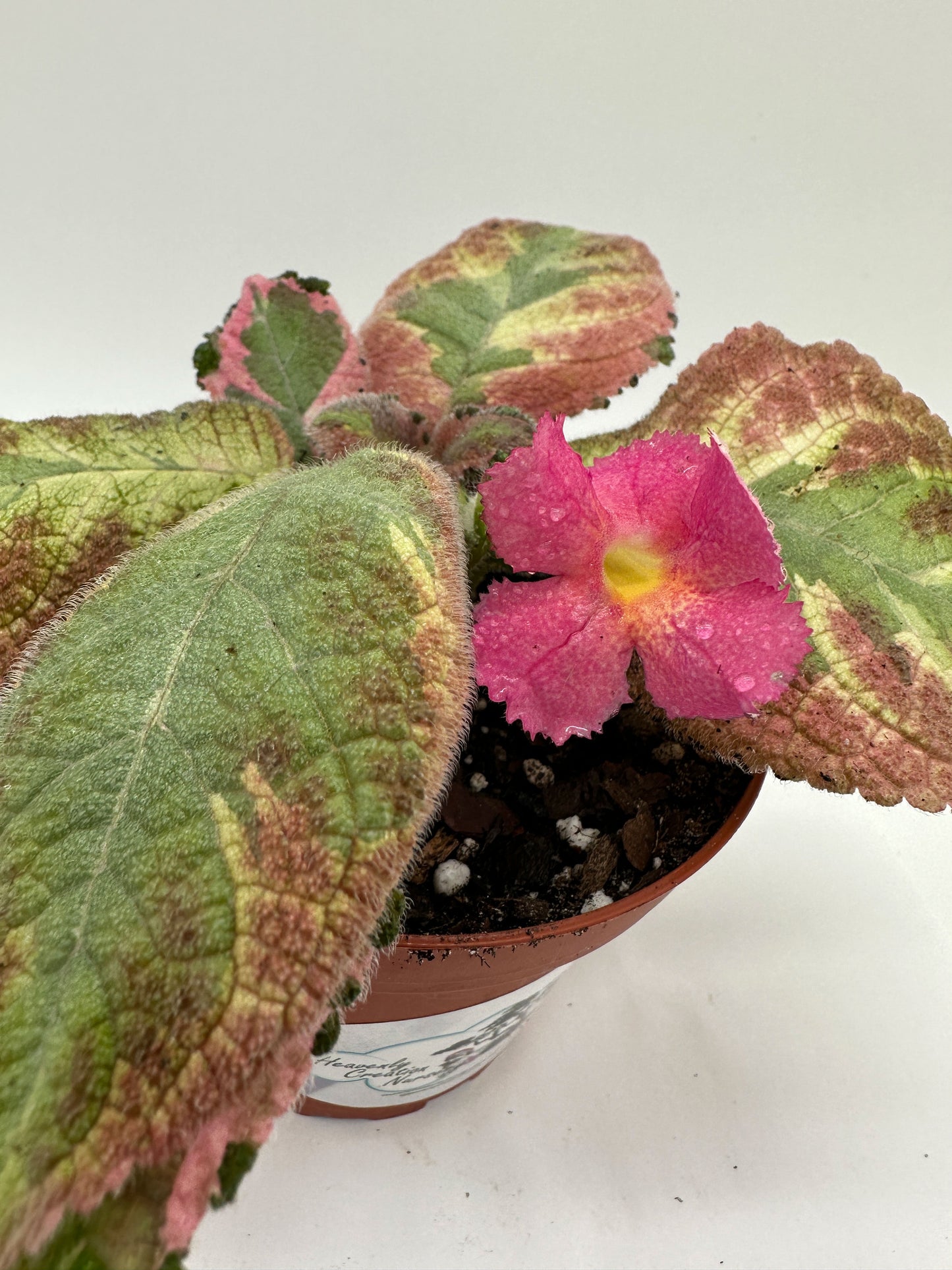 Picasso - Live Episcia 4"