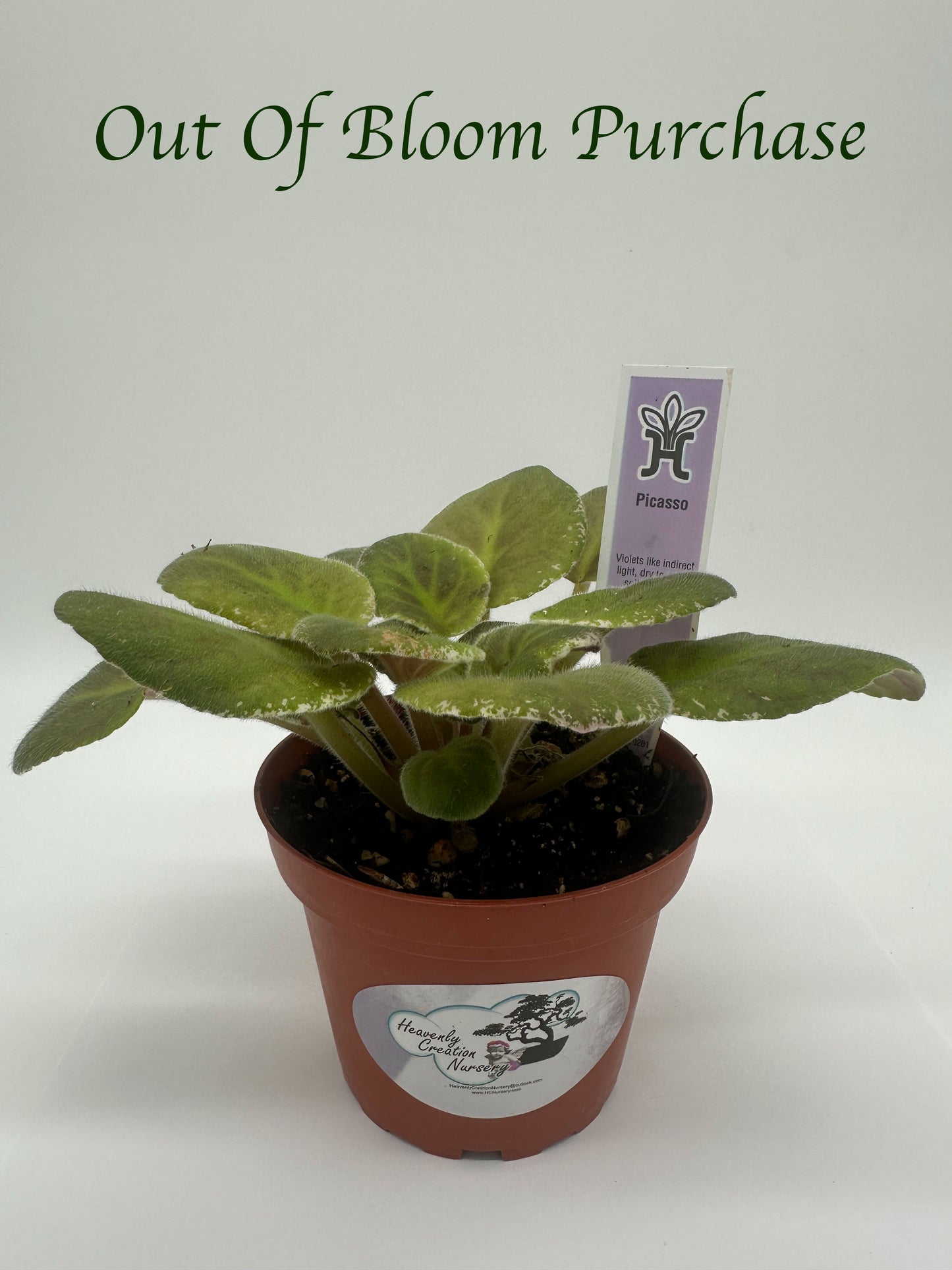 Picasso - Live African Violet 4"