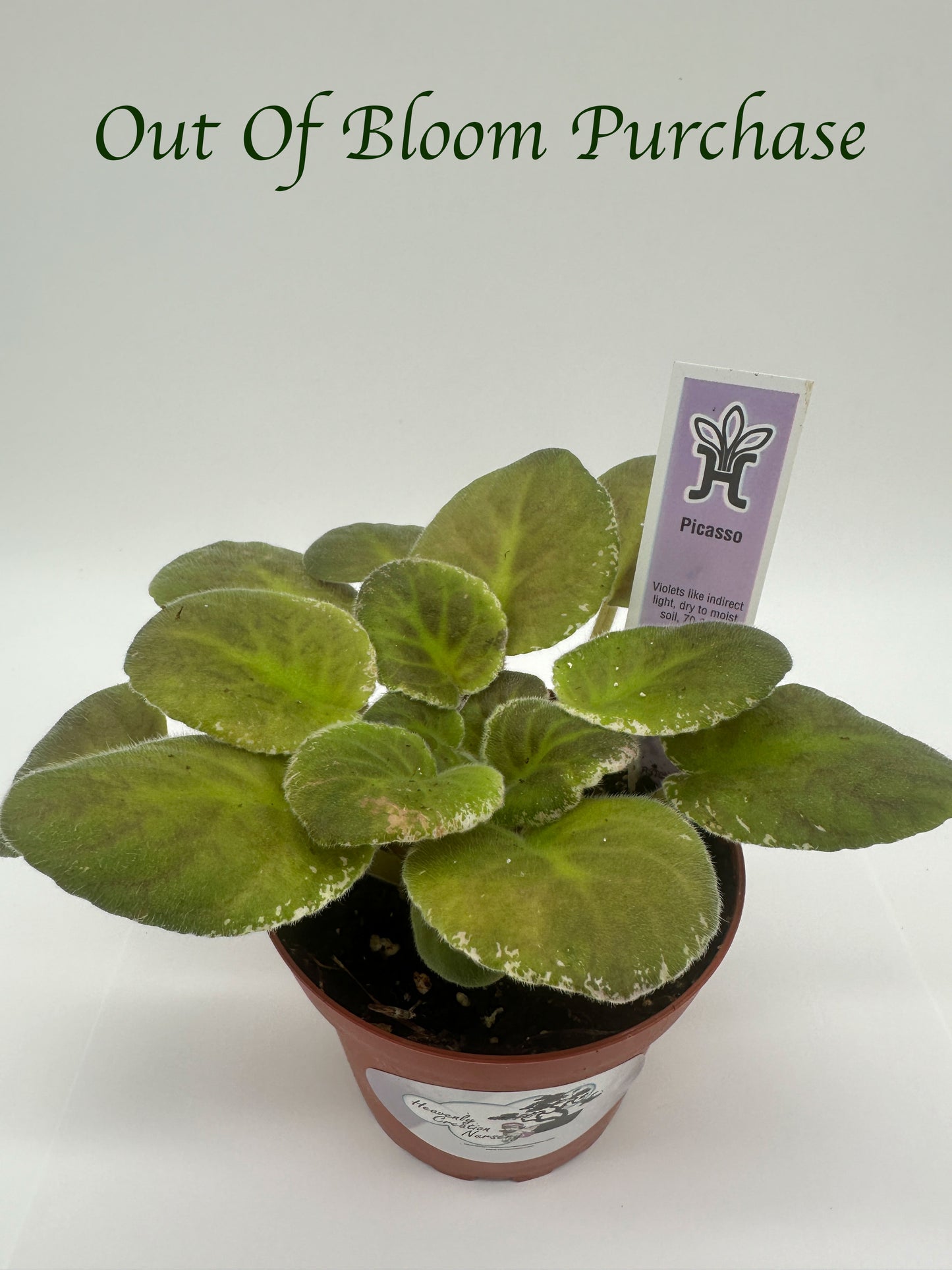 Picasso - Live African Violet 4"