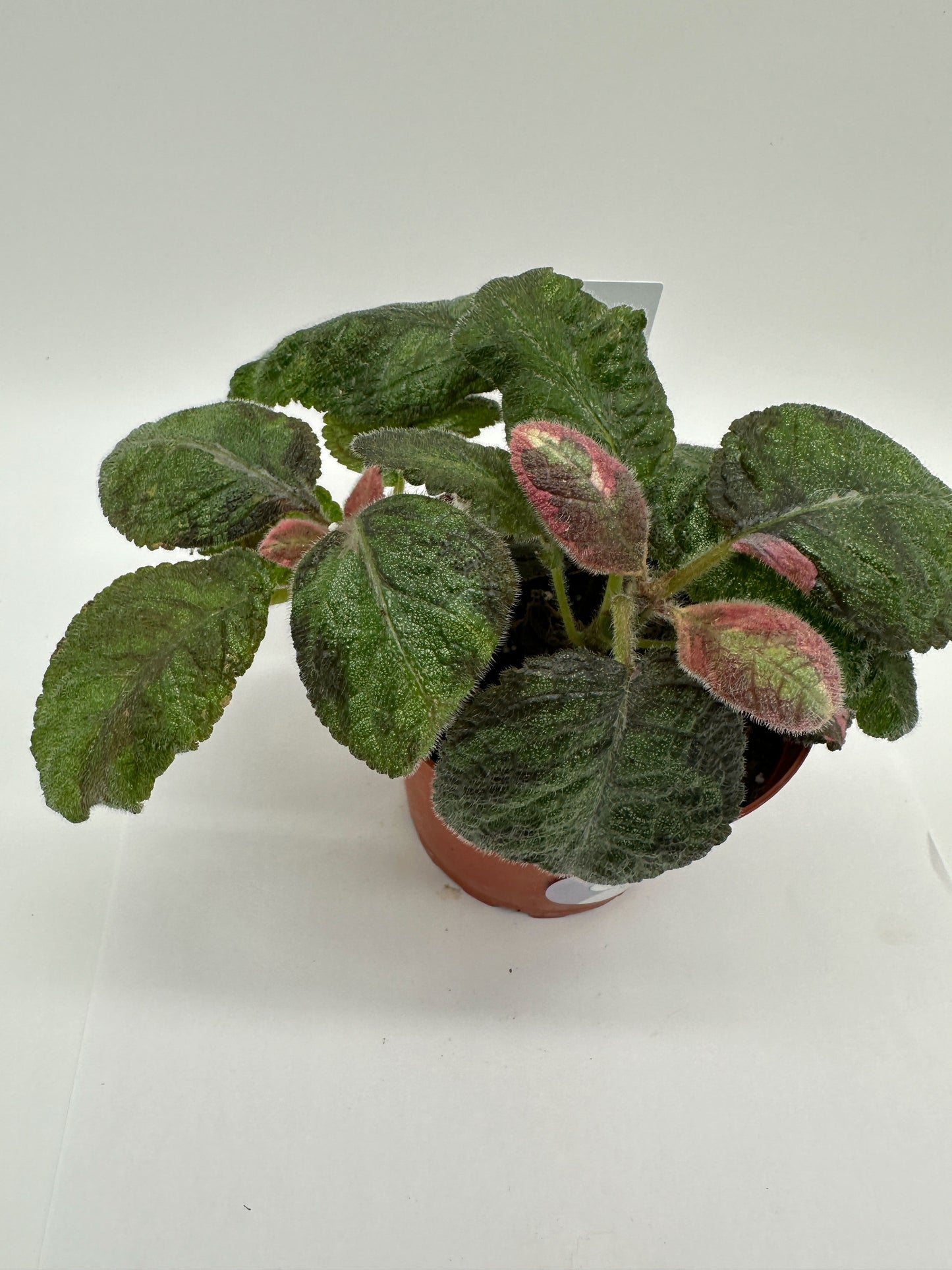 Picasso - Live Episcia 4"