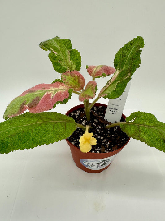 Picasso - Yellow Hybrid - Live Episcia 4"