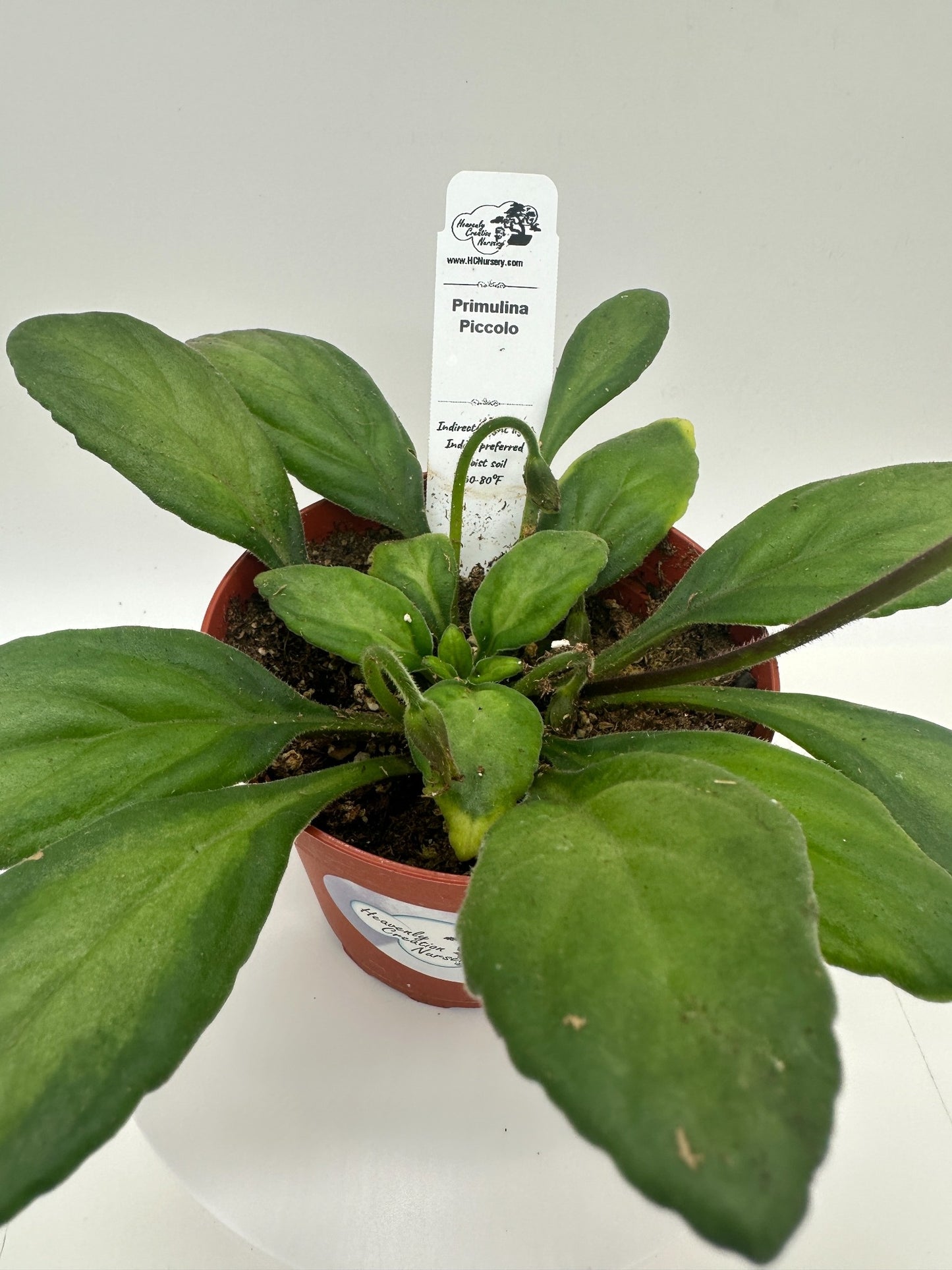 Piccolo Primulina (Asian Violet) - Live Plant 4"