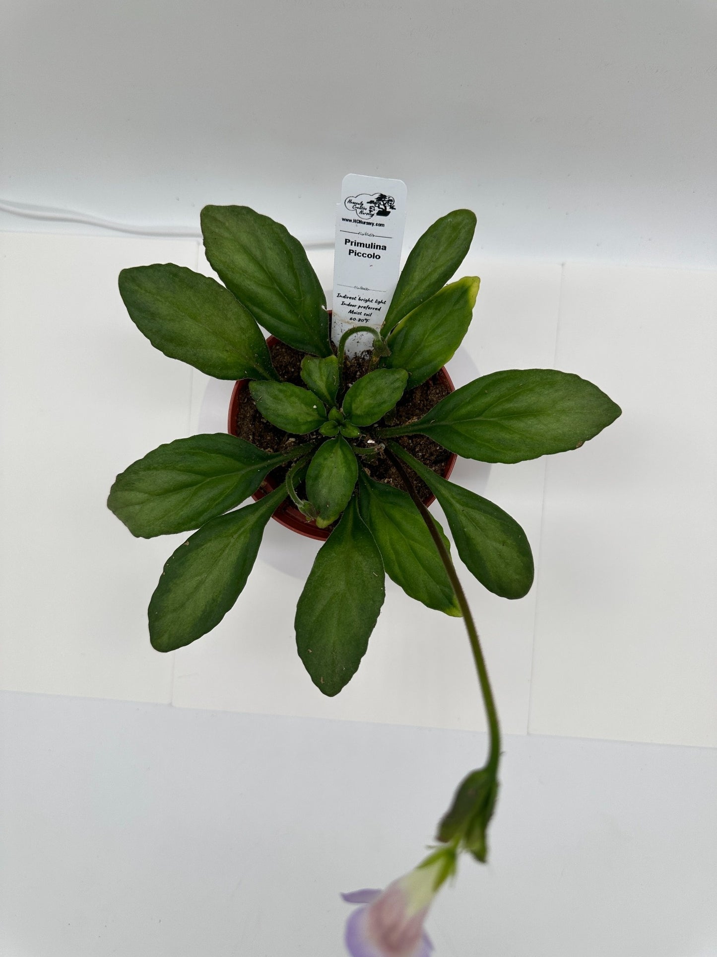 Piccolo Primulina (Asian Violet) - Live Plant 4"