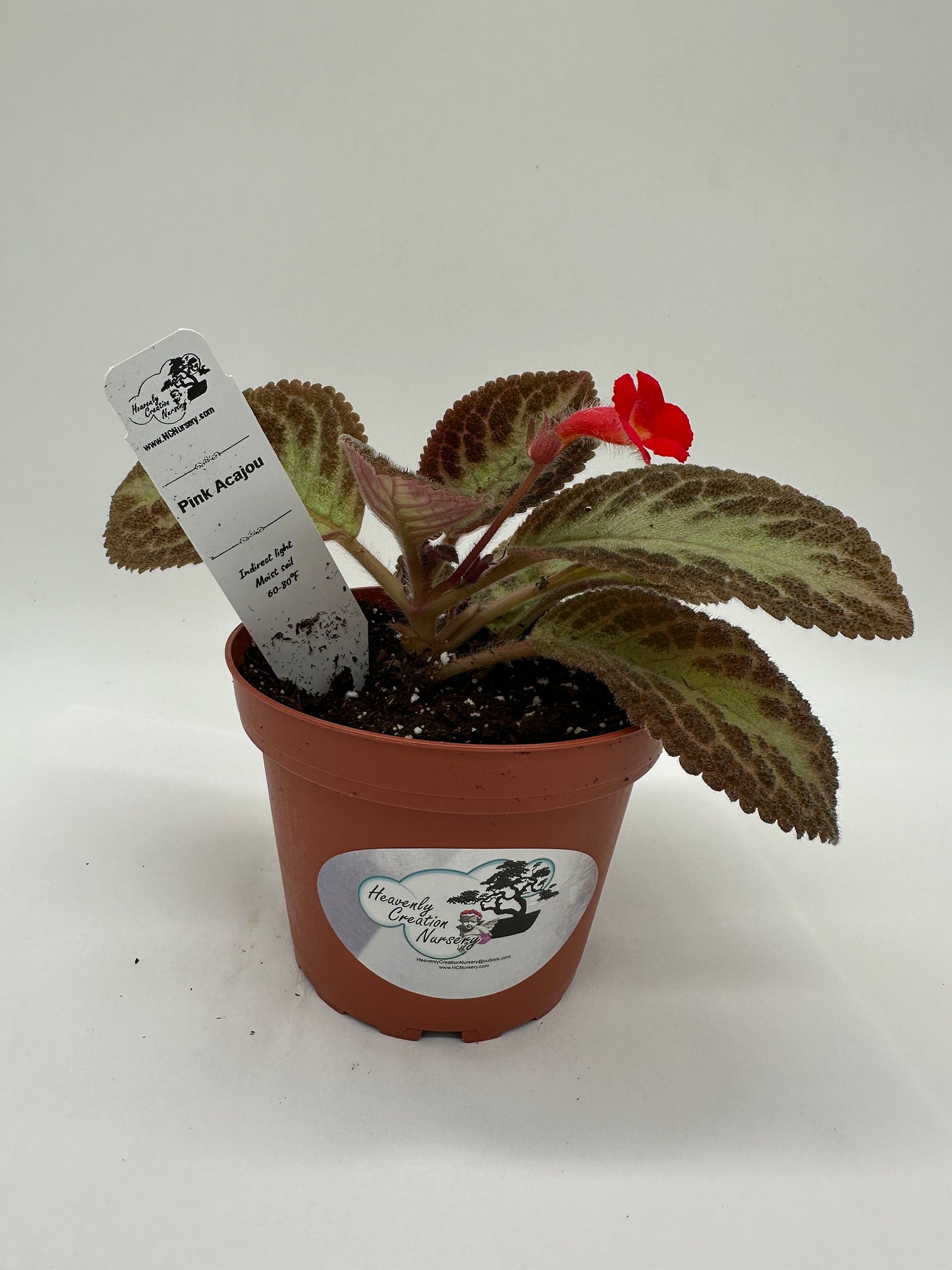 Pink Acajou - Live Episcia 4"