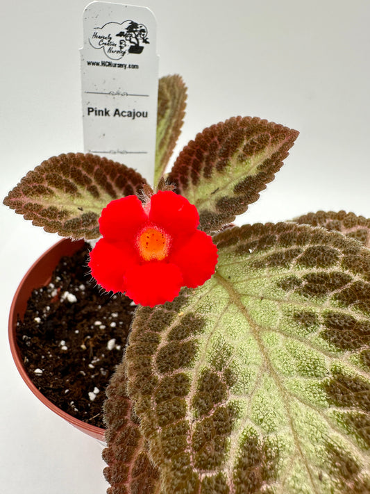 Pink Acajou - Live Episcia 4"