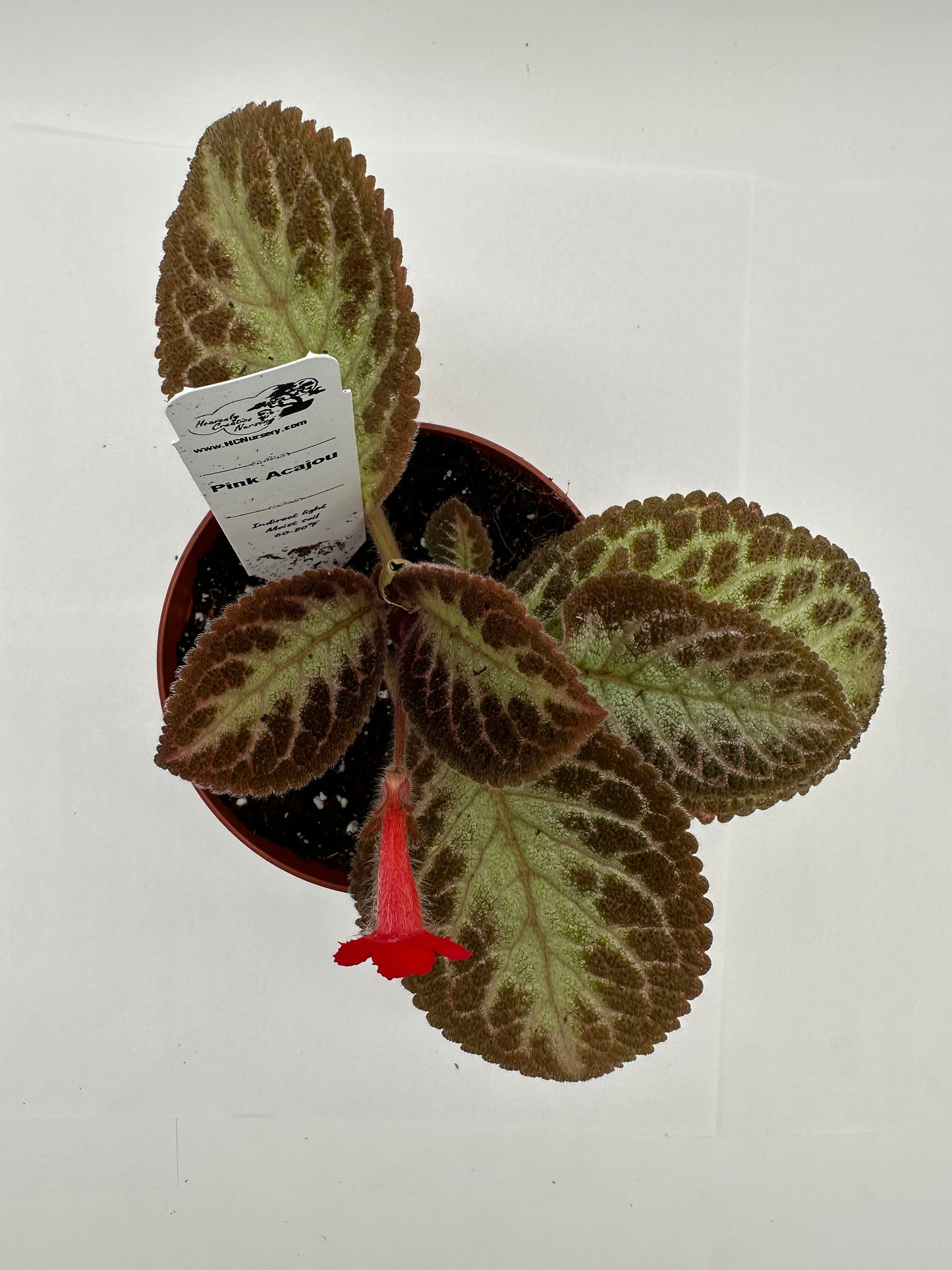 Pink Acajou - Live Episcia 4"