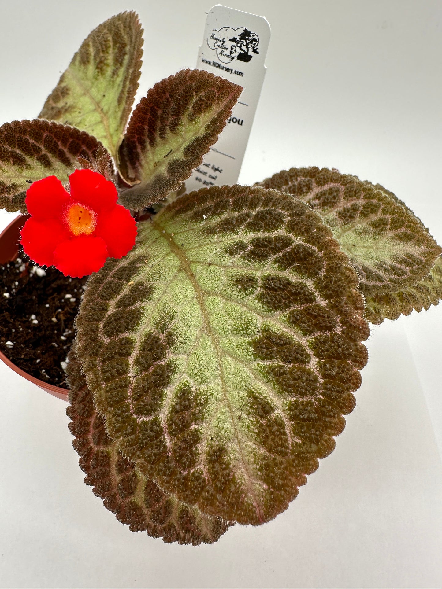 Pink Acajou - Live Episcia 4"