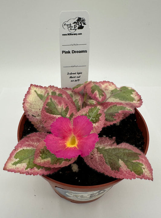 Pink Dreams - Live Episcia 4" (Elite)