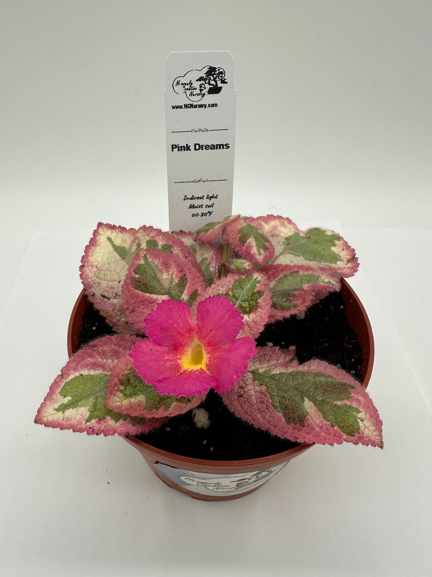 Pink Dreams - Live Episcia 4" (Elite)