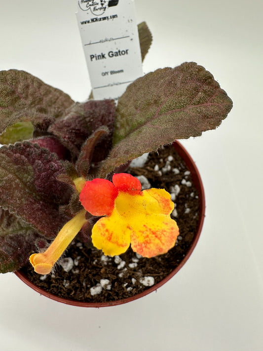 Pink Gator - Orange/Yellow Bloom - Live Episcia 4"