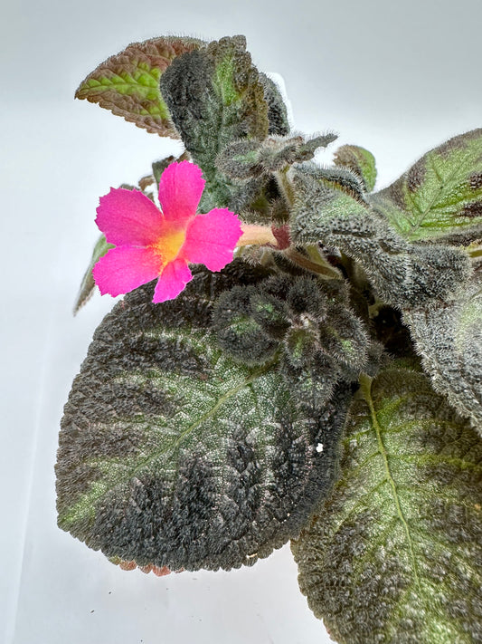 Pink Panther - Live Episcia 4"
