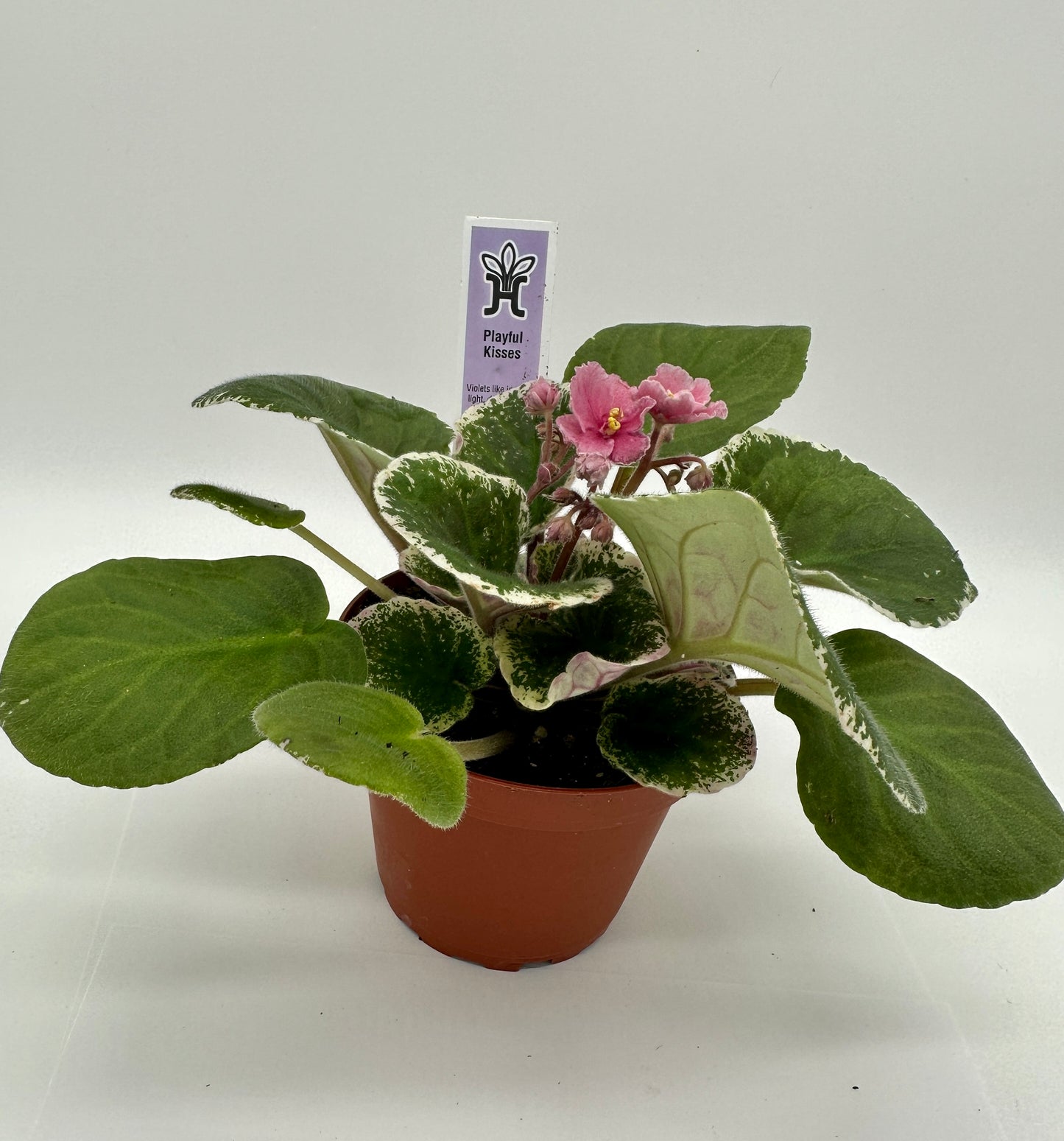 Playful Kisses - Live African Violet 4"