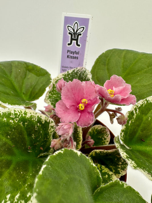 Playful Kisses - Live African Violet 4"