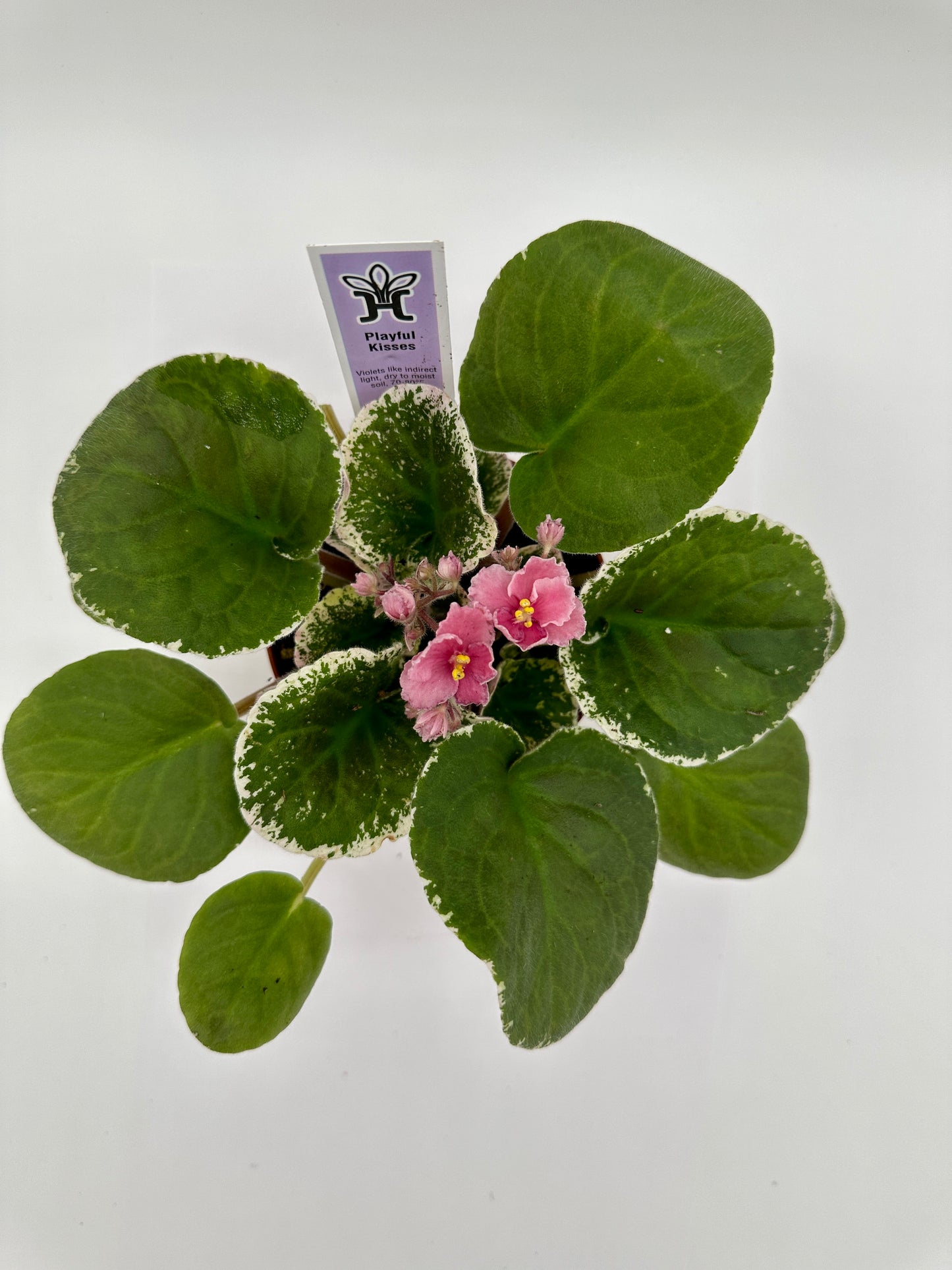 Playful Kisses - Live African Violet 4"