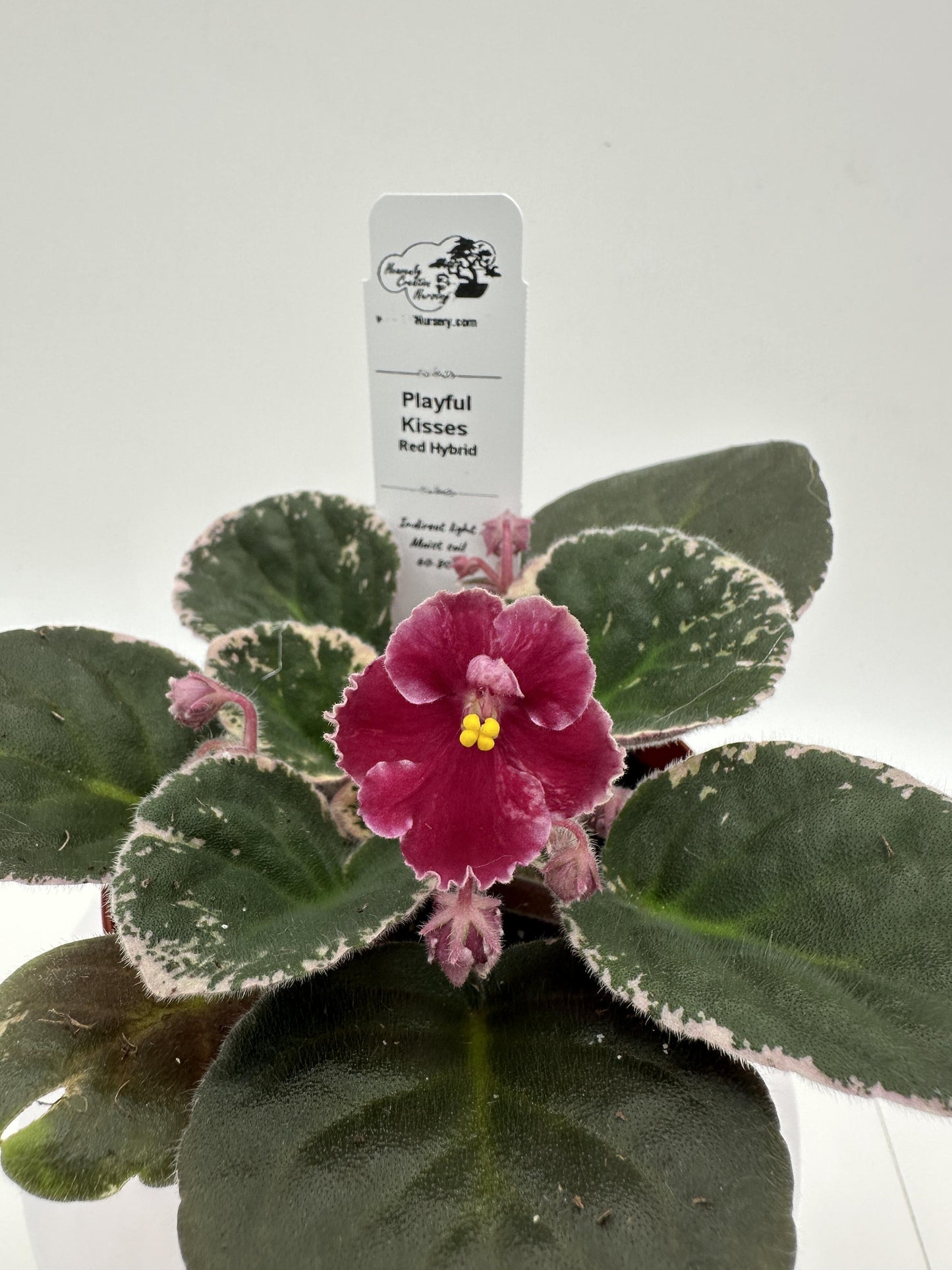 Playful Kisses - Red Hybrid - Live African Violet 4"