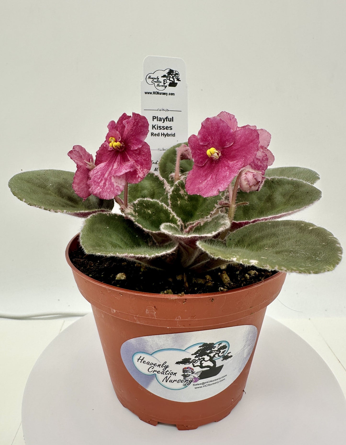 Playful Kisses - Red Hybrid - Live African Violet 4"
