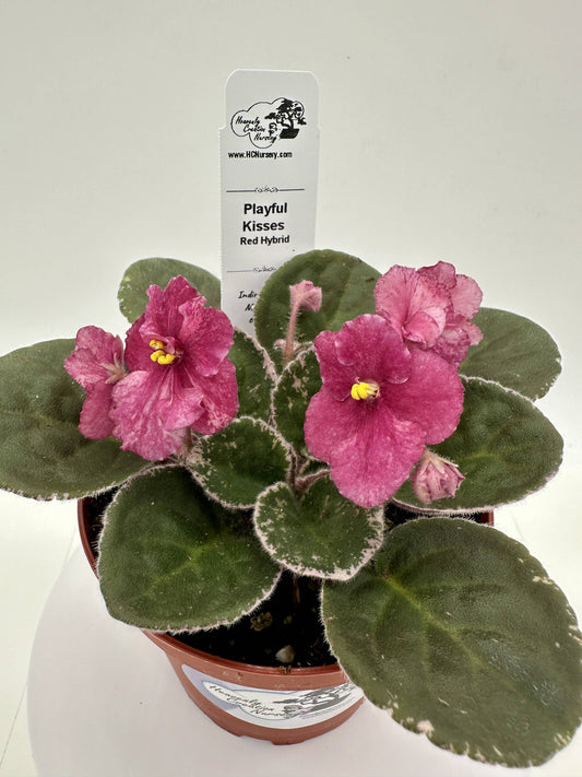 Playful Kisses - Red Hybrid - Live African Violet 4"