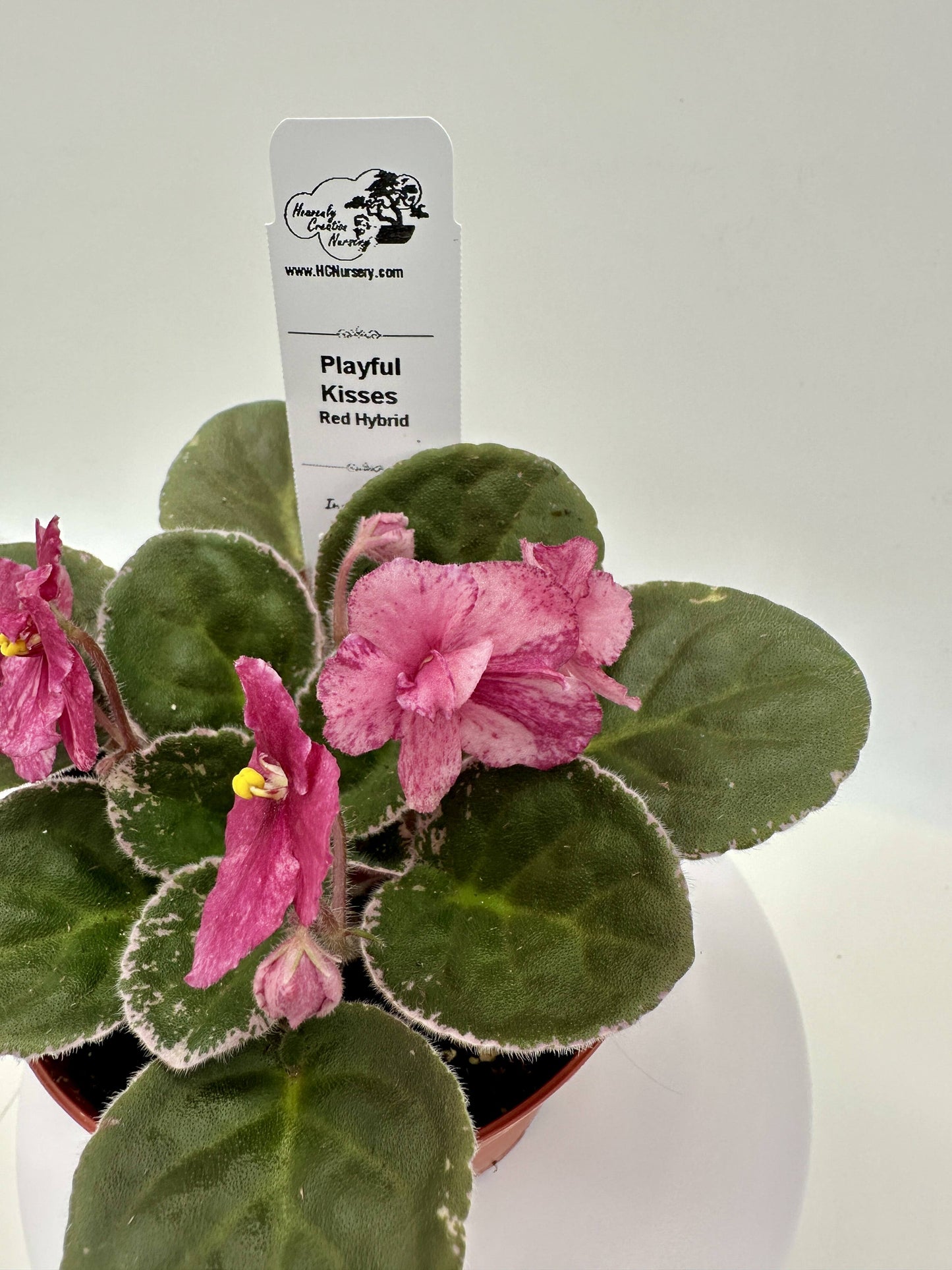 Playful Kisses - Red Hybrid - Live African Violet 4"