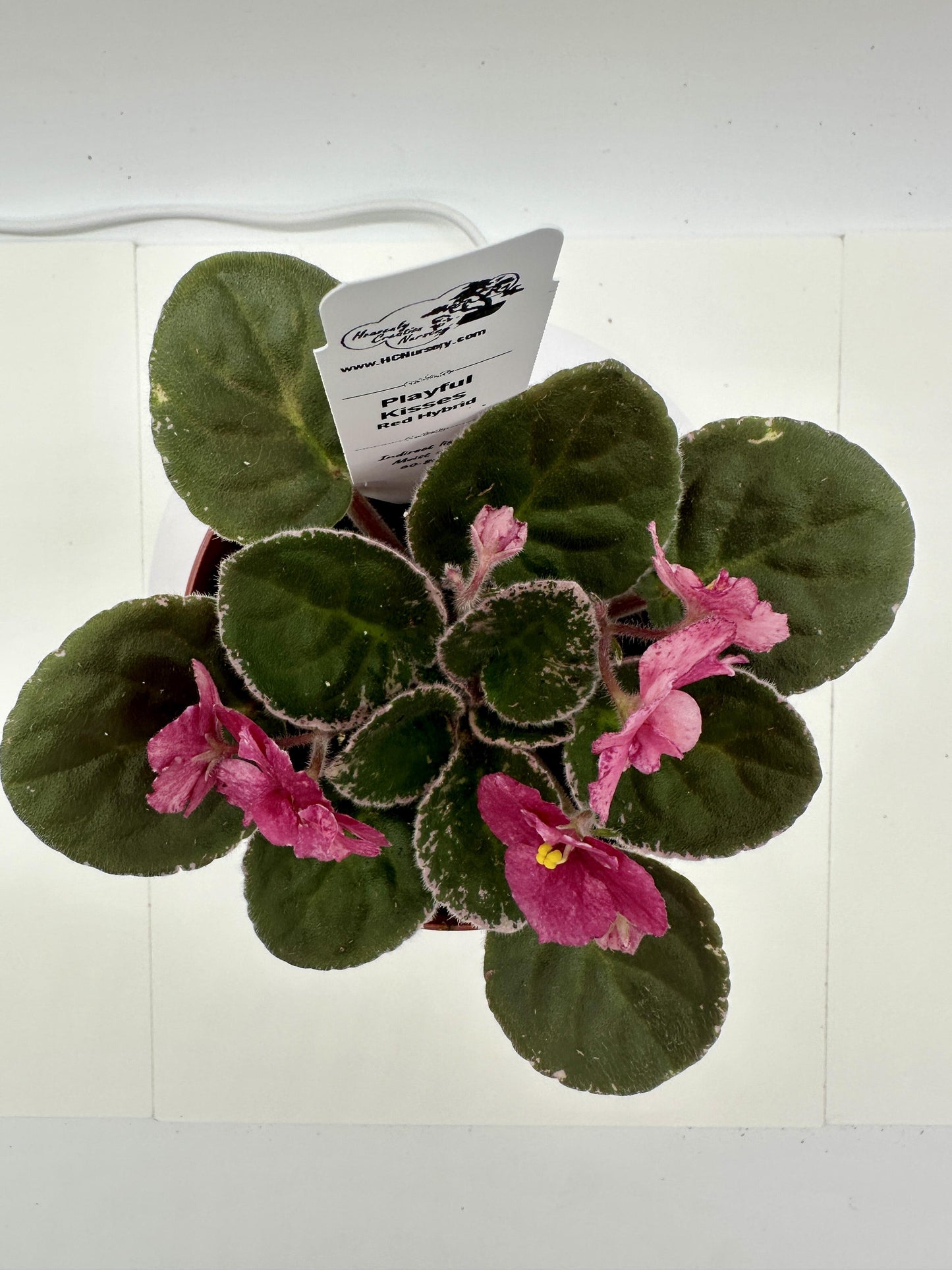 Playful Kisses - Red Hybrid - Live African Violet 4"
