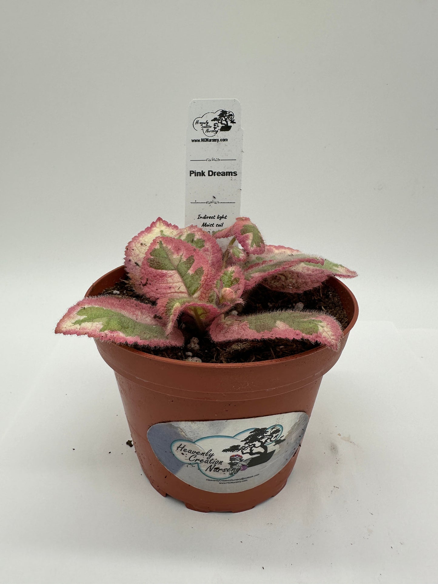 Pink Dreams - Live Episcia 4" (Elite)