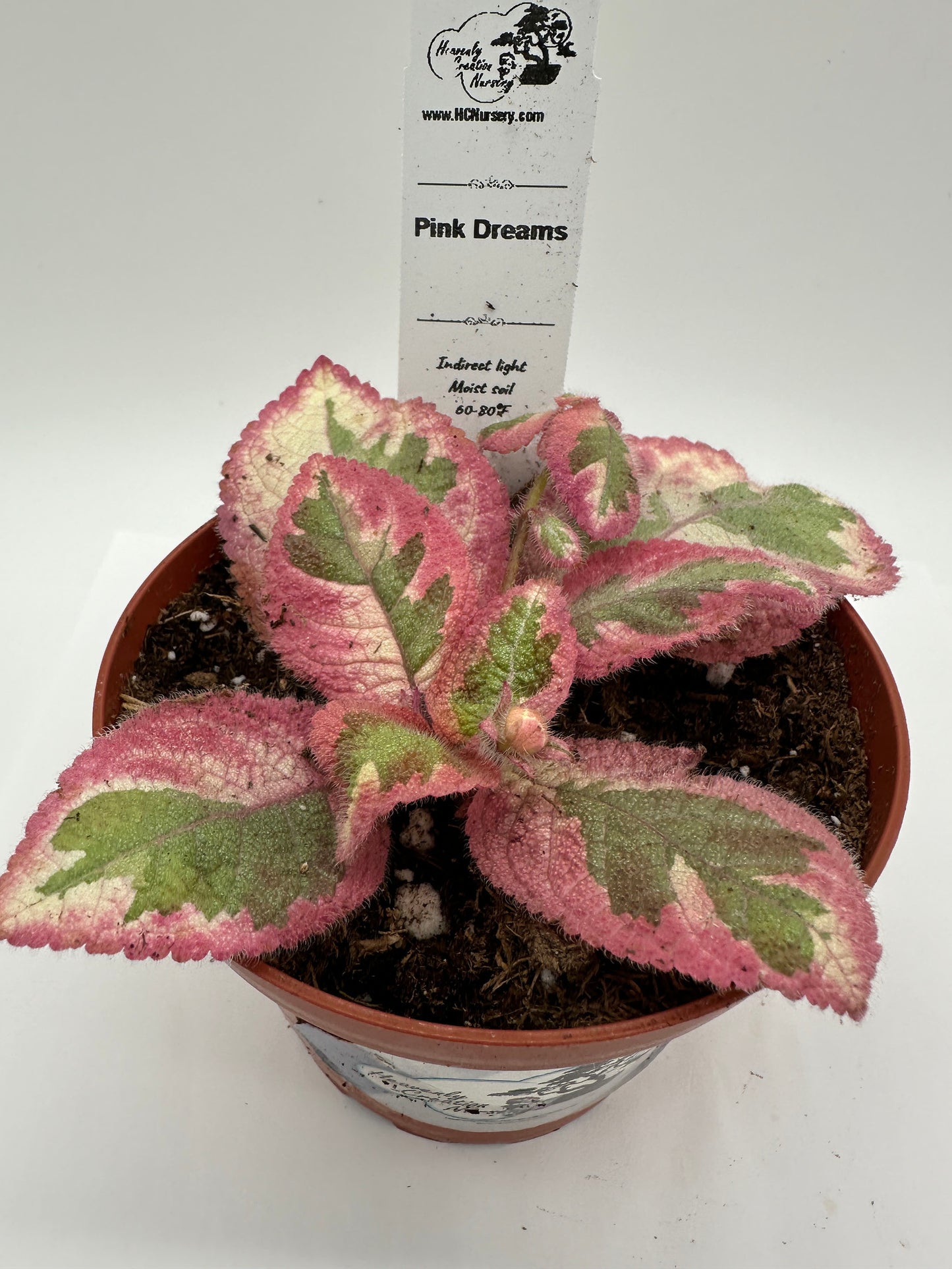 Pink Dreams - Live Episcia 4" (Elite)