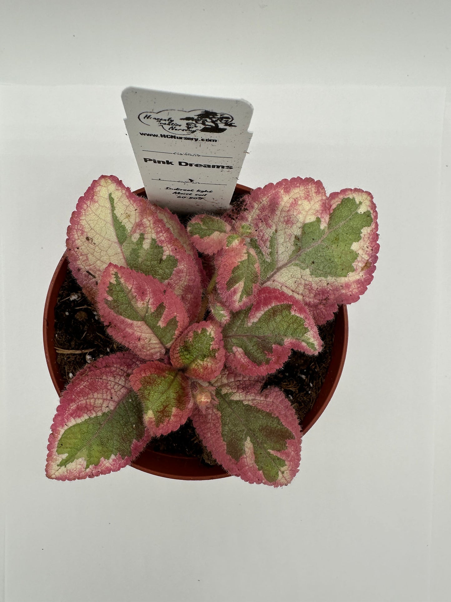 Pink Dreams - Live Episcia 4" (Elite)