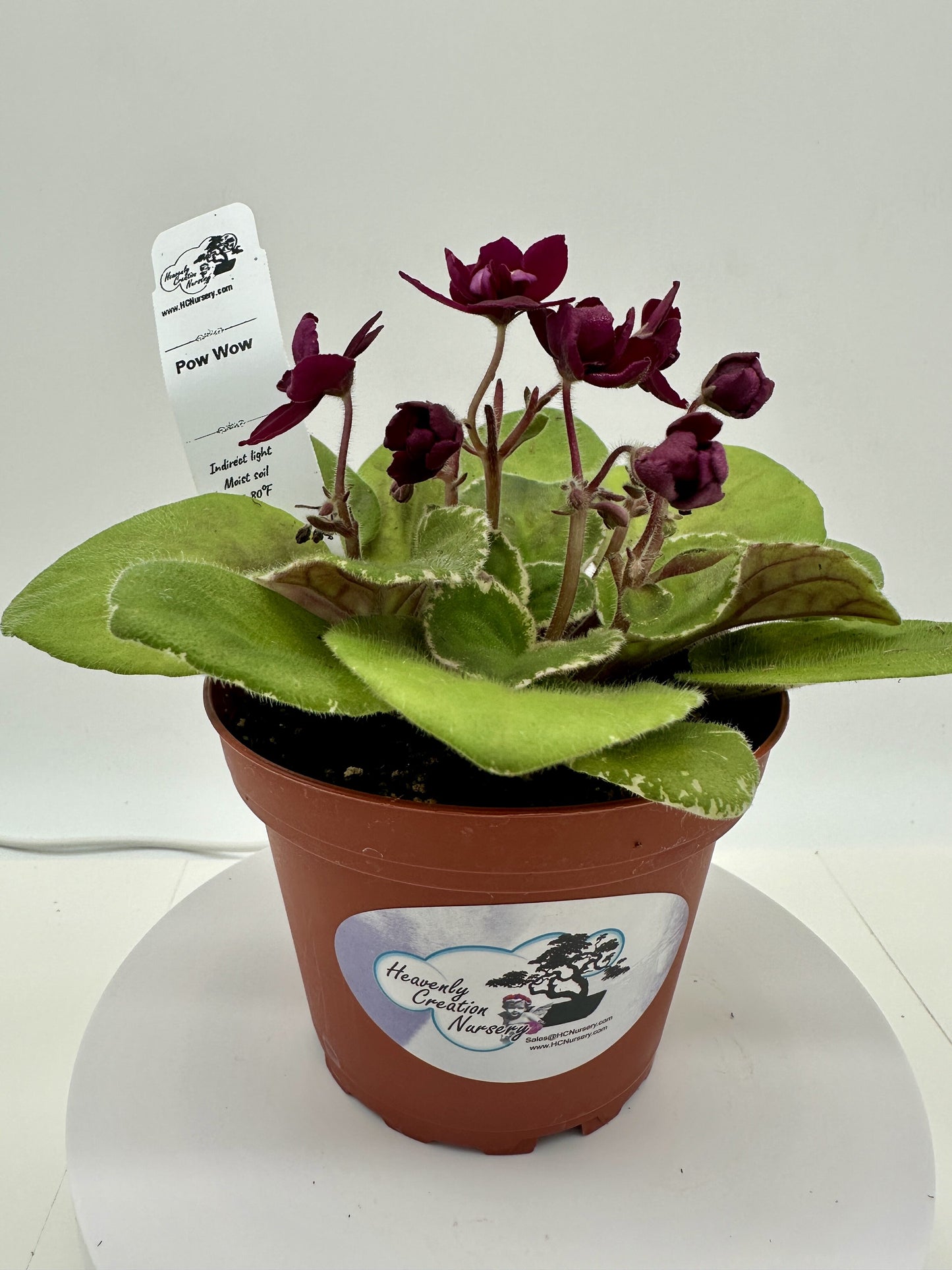 Pow Wow - Live African Violet 4"