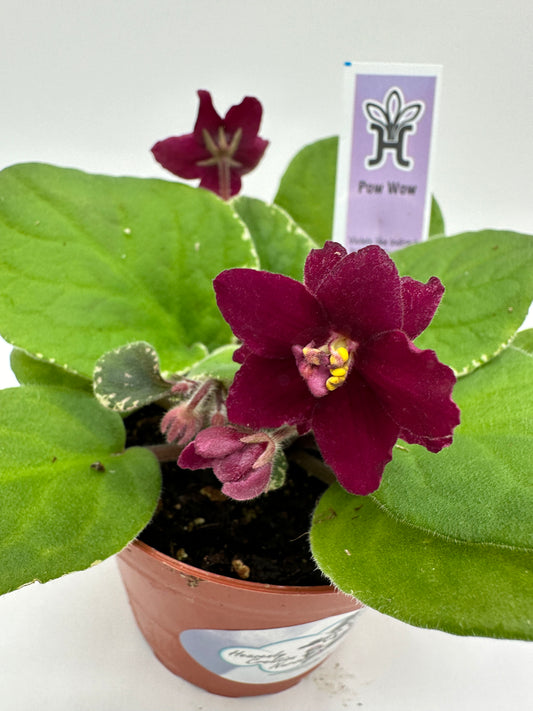 Pow Wow - Live African Violet 4"