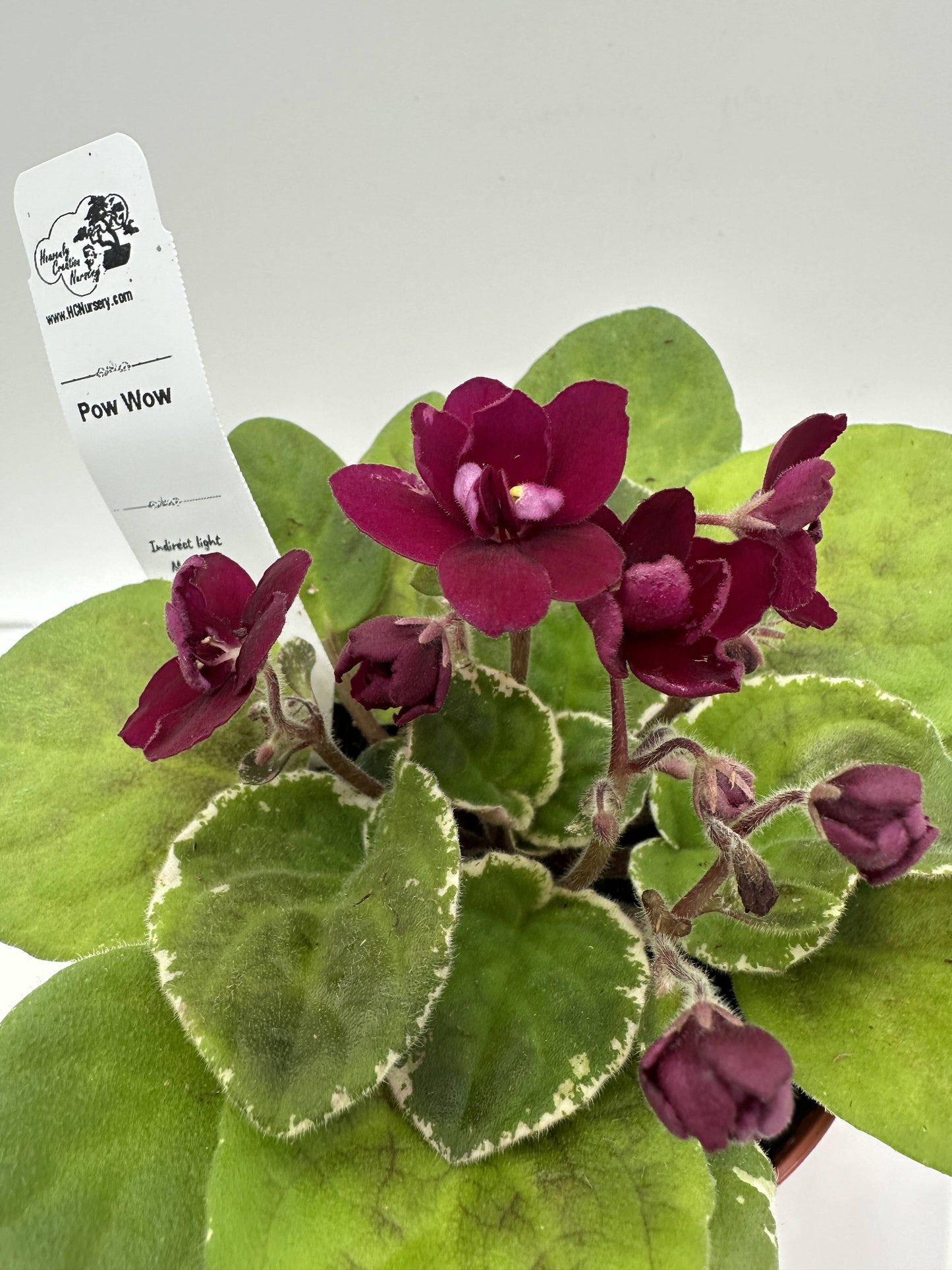Pow Wow - Live African Violet 4"