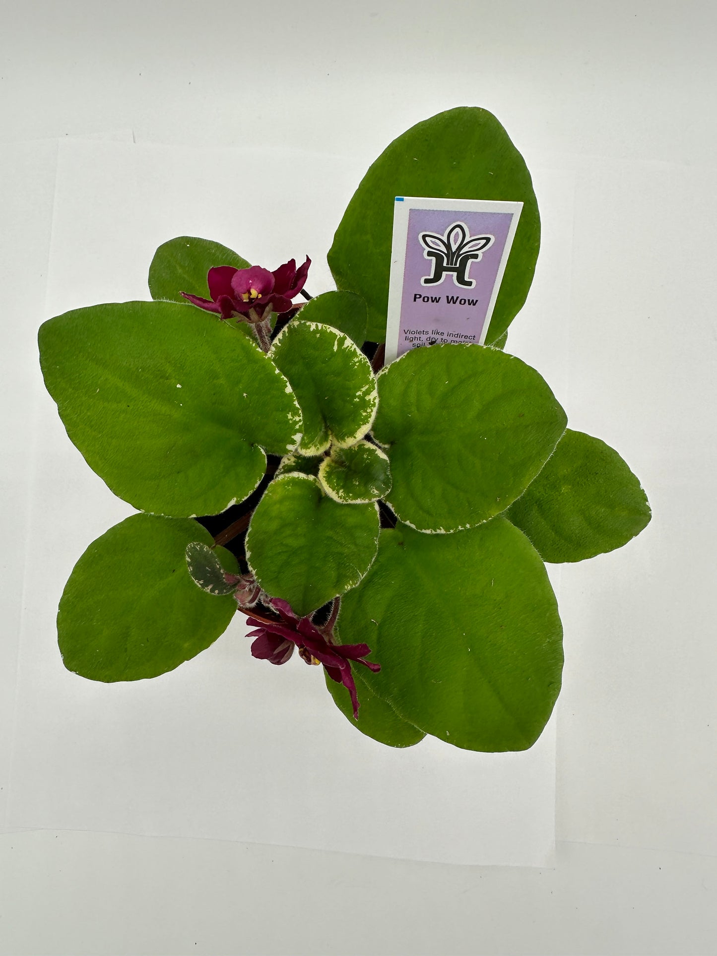 Pow Wow - Live African Violet 4"