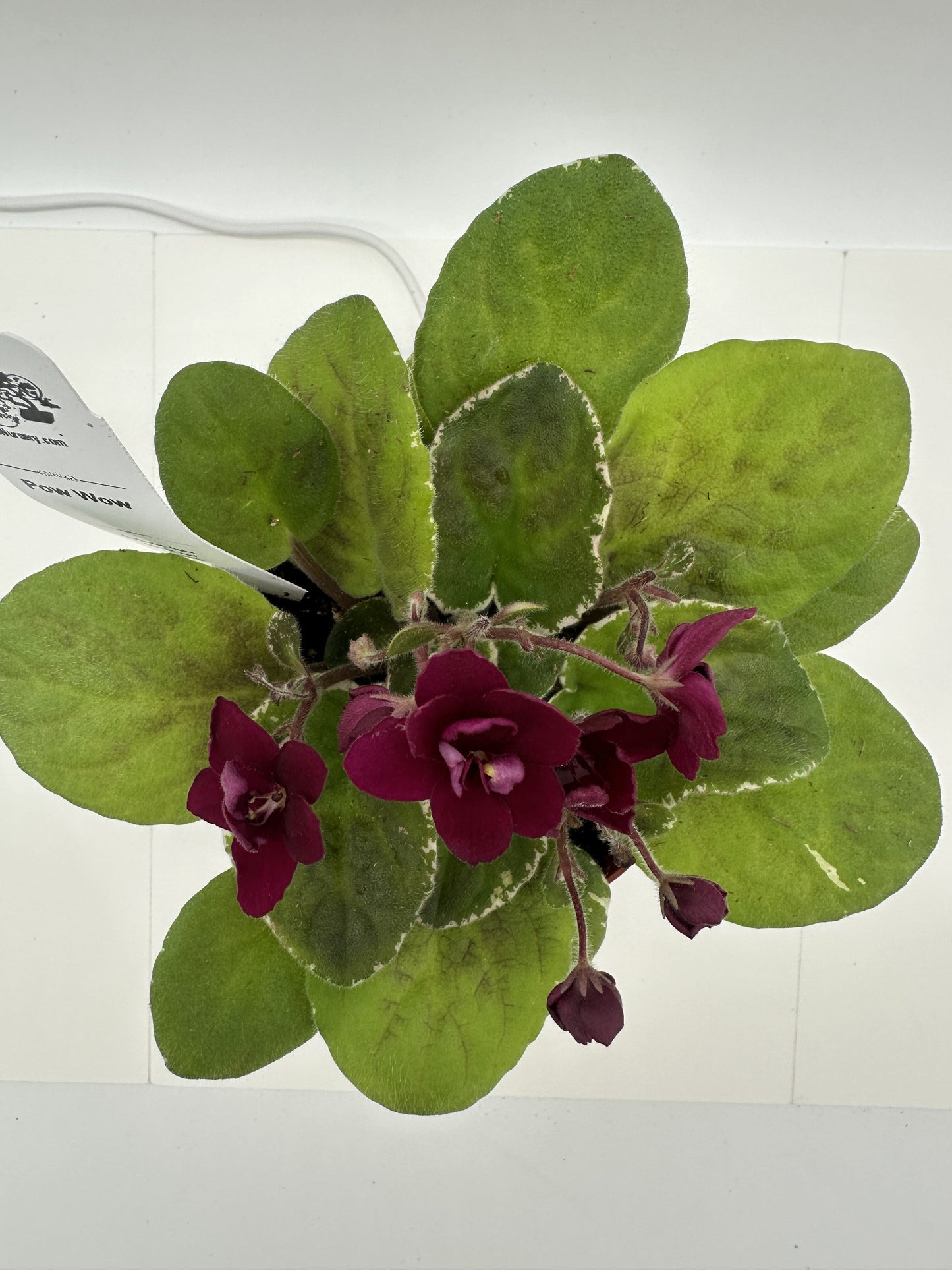 Pow Wow - Live African Violet 4"