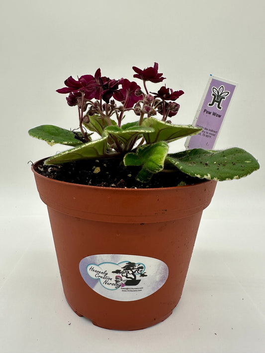 Pow Wow - Live African Violet 6"