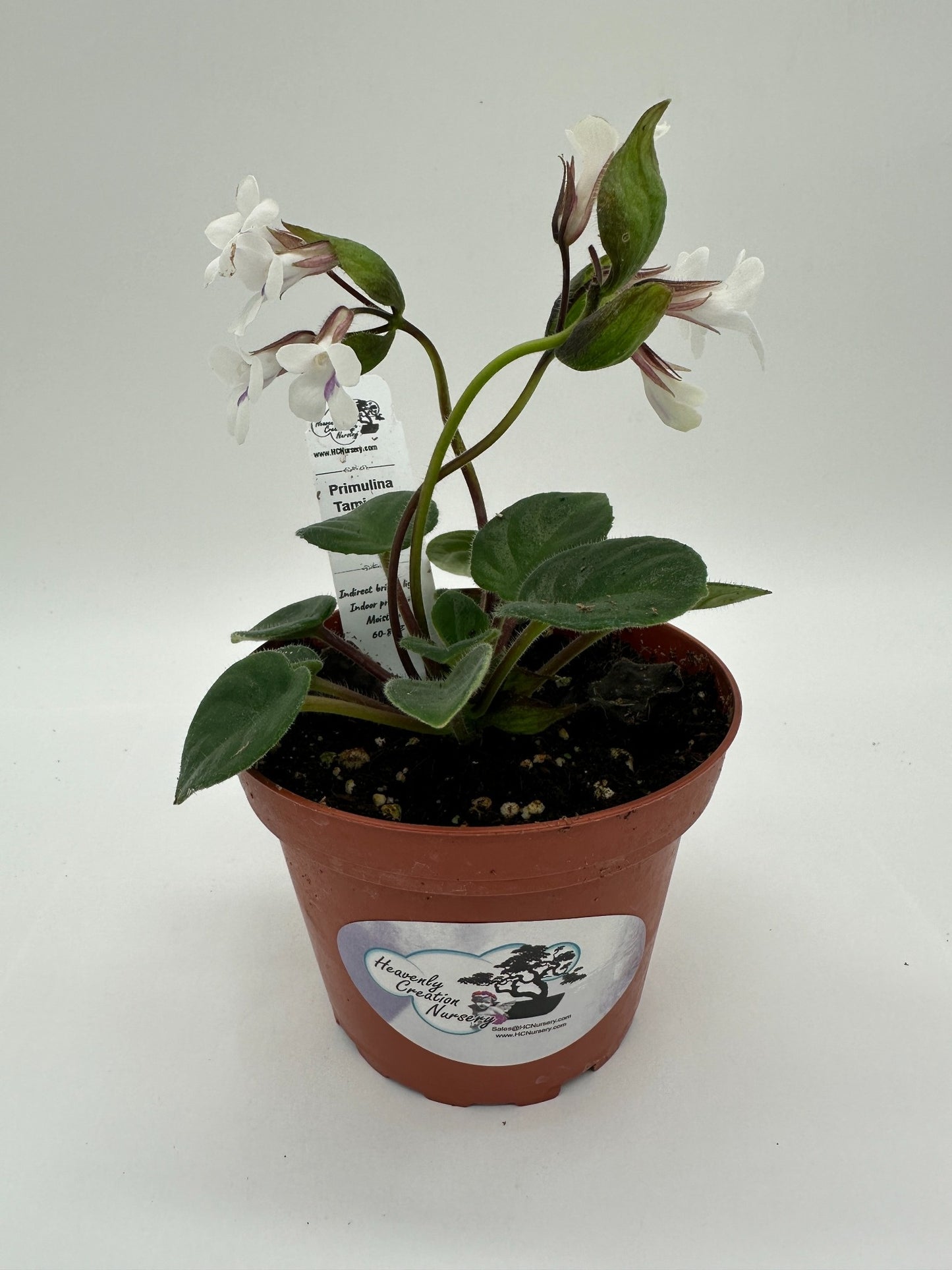 Primulina Tamiana - Live Plant 4" - Rare