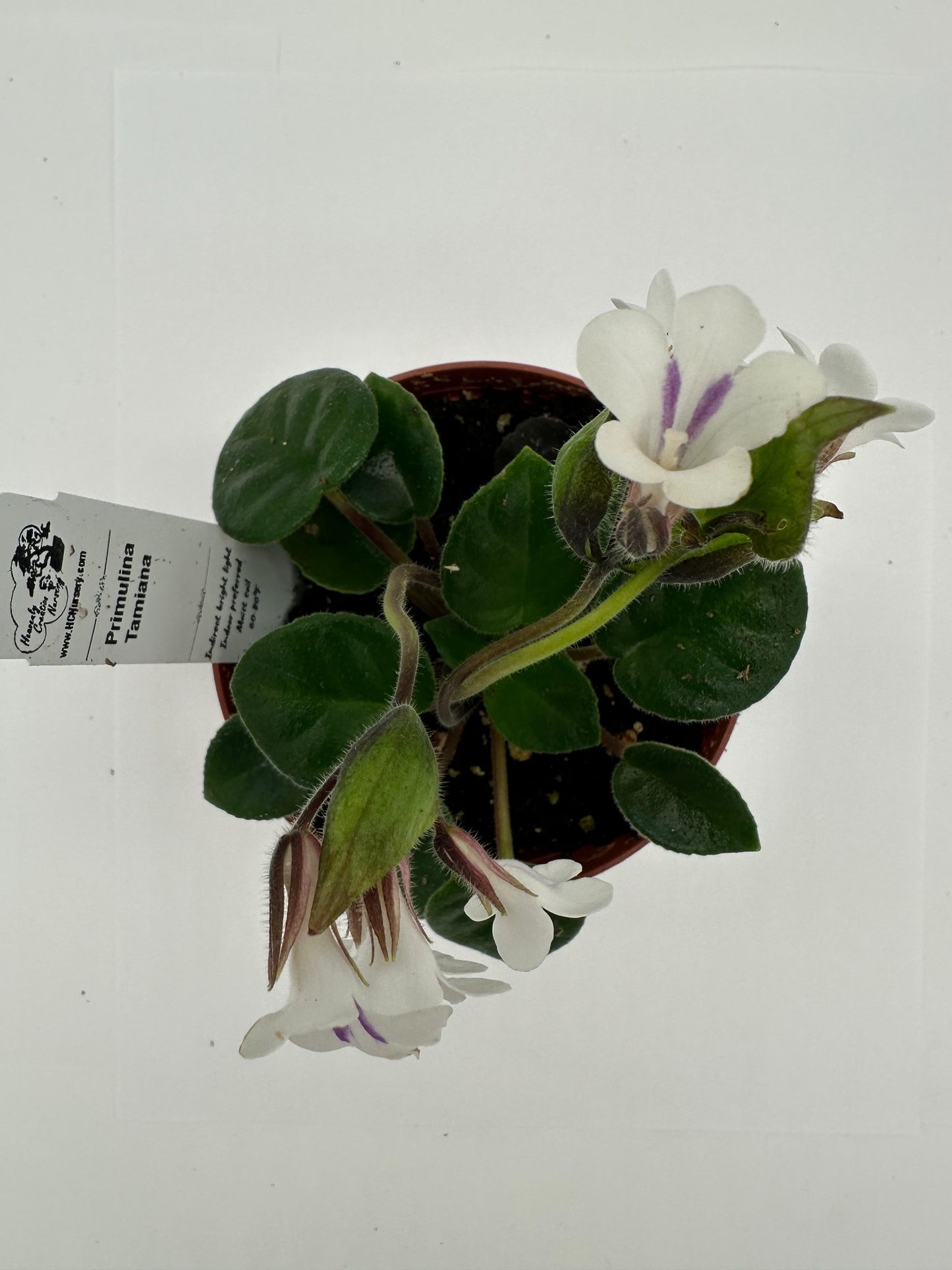 Primulina Tamiana - Live Plant 4" - Rare