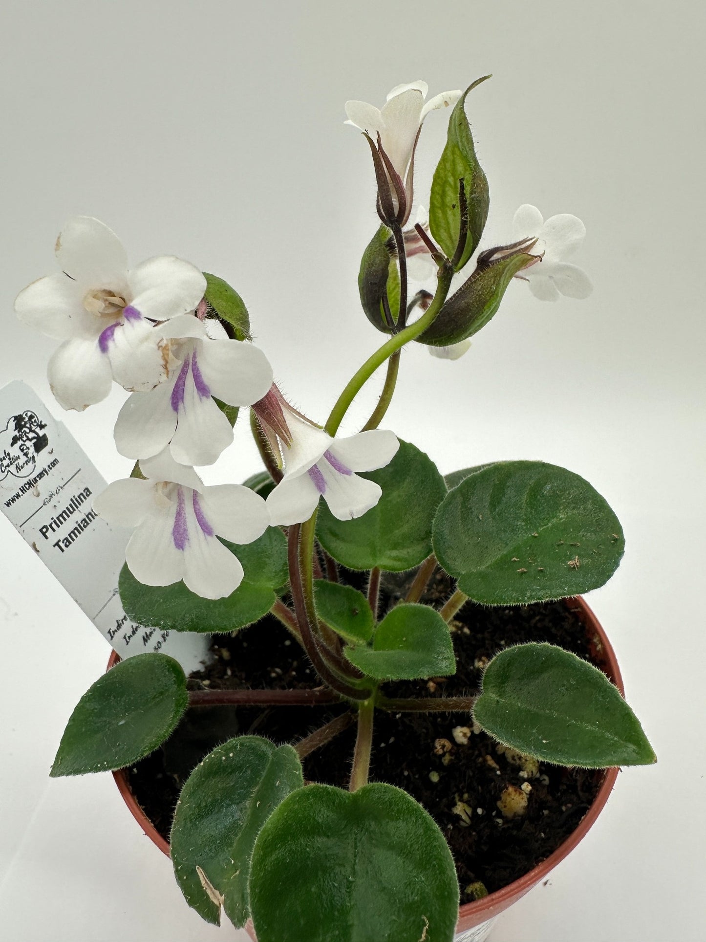 Primulina Tamiana - Live Plant 4" - Rare