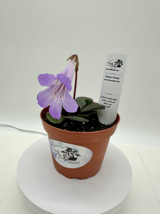 Pseudoyungfuensis_Asian Violet (Primulina) - Live Plant 4"
