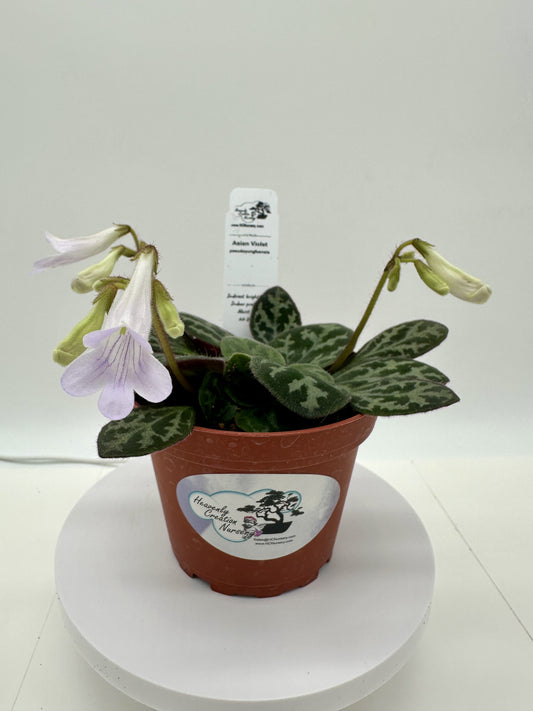 Pseudoyungfuensis_Asian Violet (Primulina) - Live Plant 4"