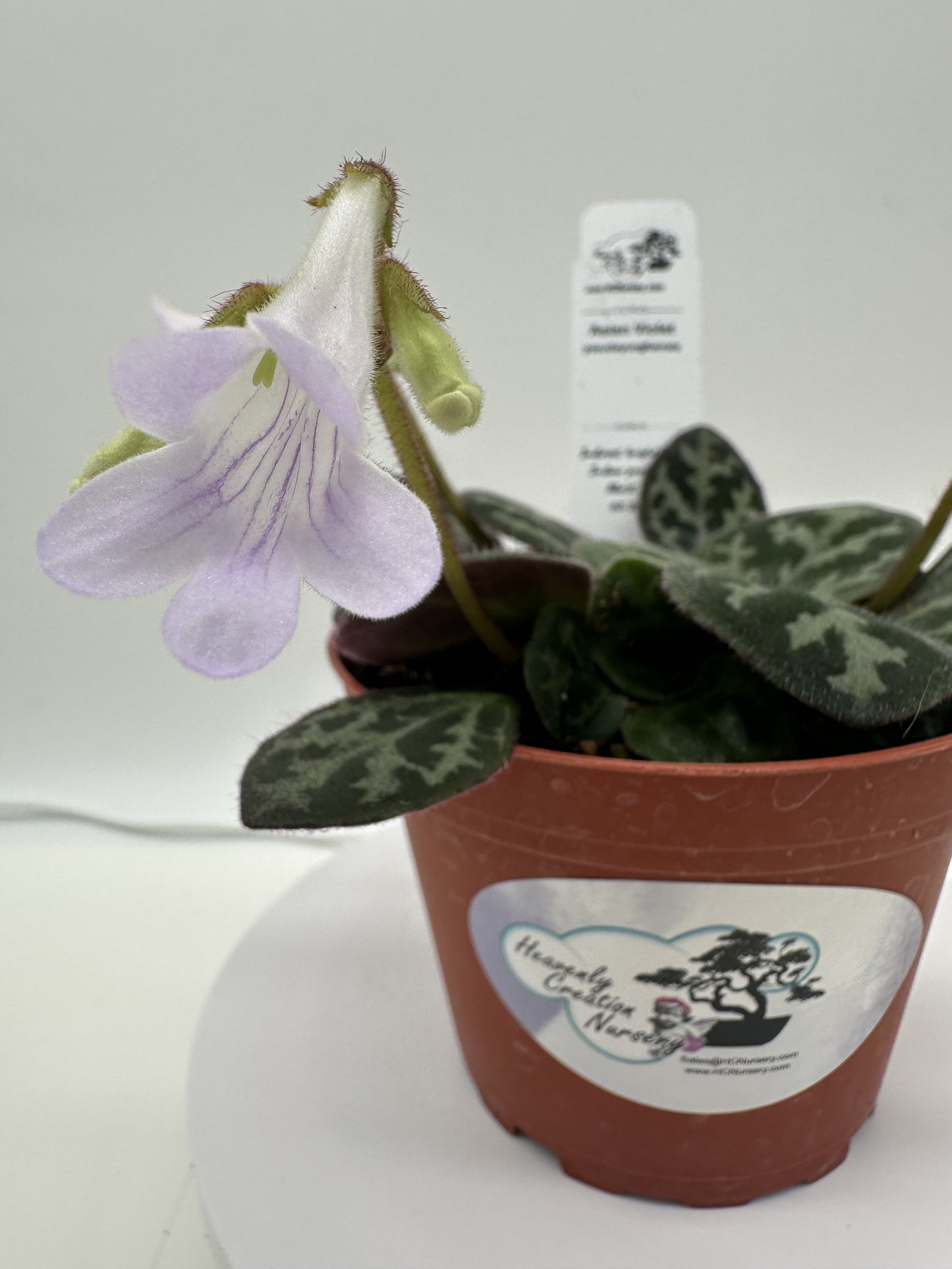 Pseudoyungfuensis_Asian Violet (Primulina) - Live Plant 4"