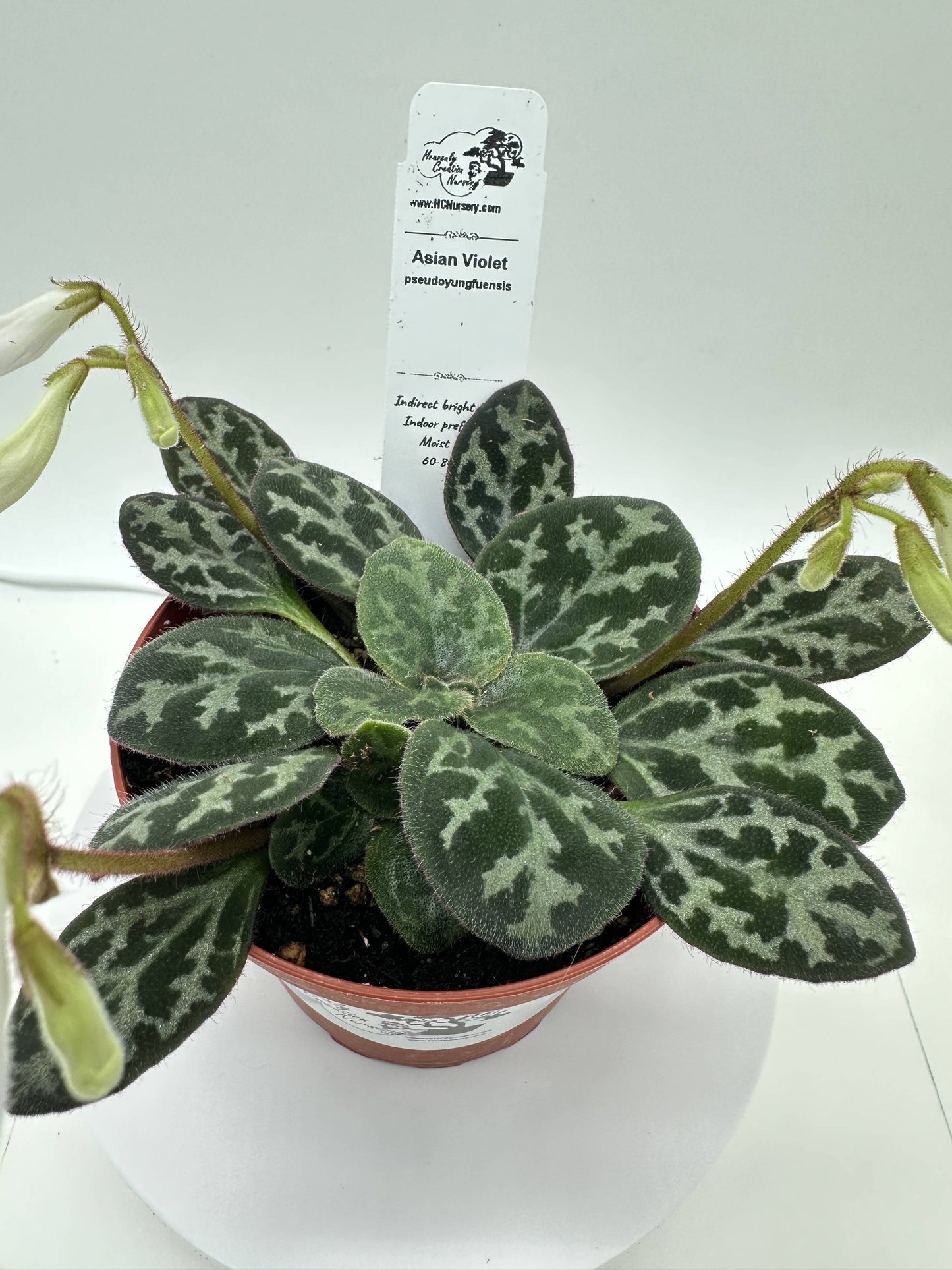 Pseudoyungfuensis_Asian Violet (Primulina) - Live Plant 4"