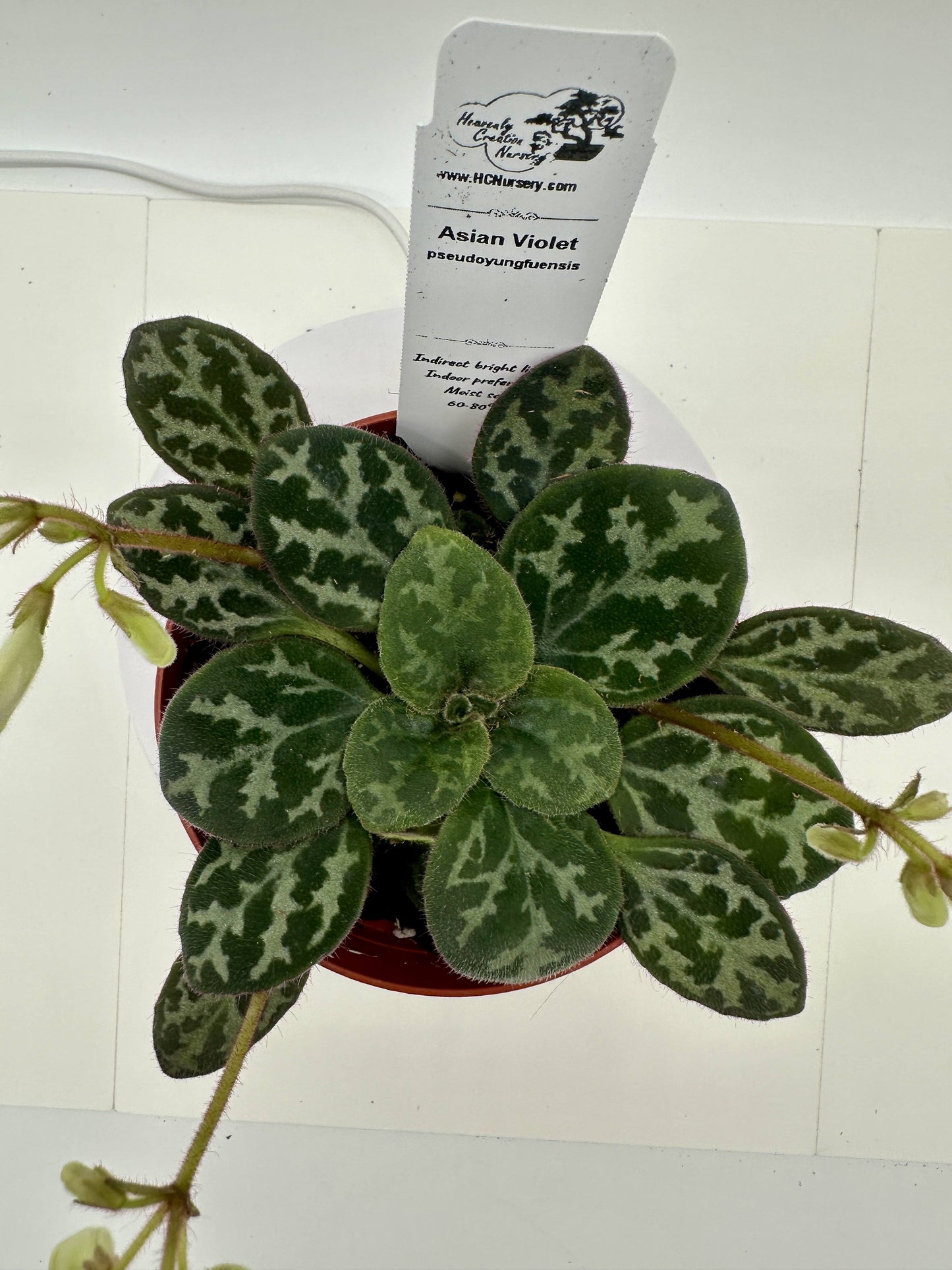 Pseudoyungfuensis_Asian Violet (Primulina) - Live Plant 4"