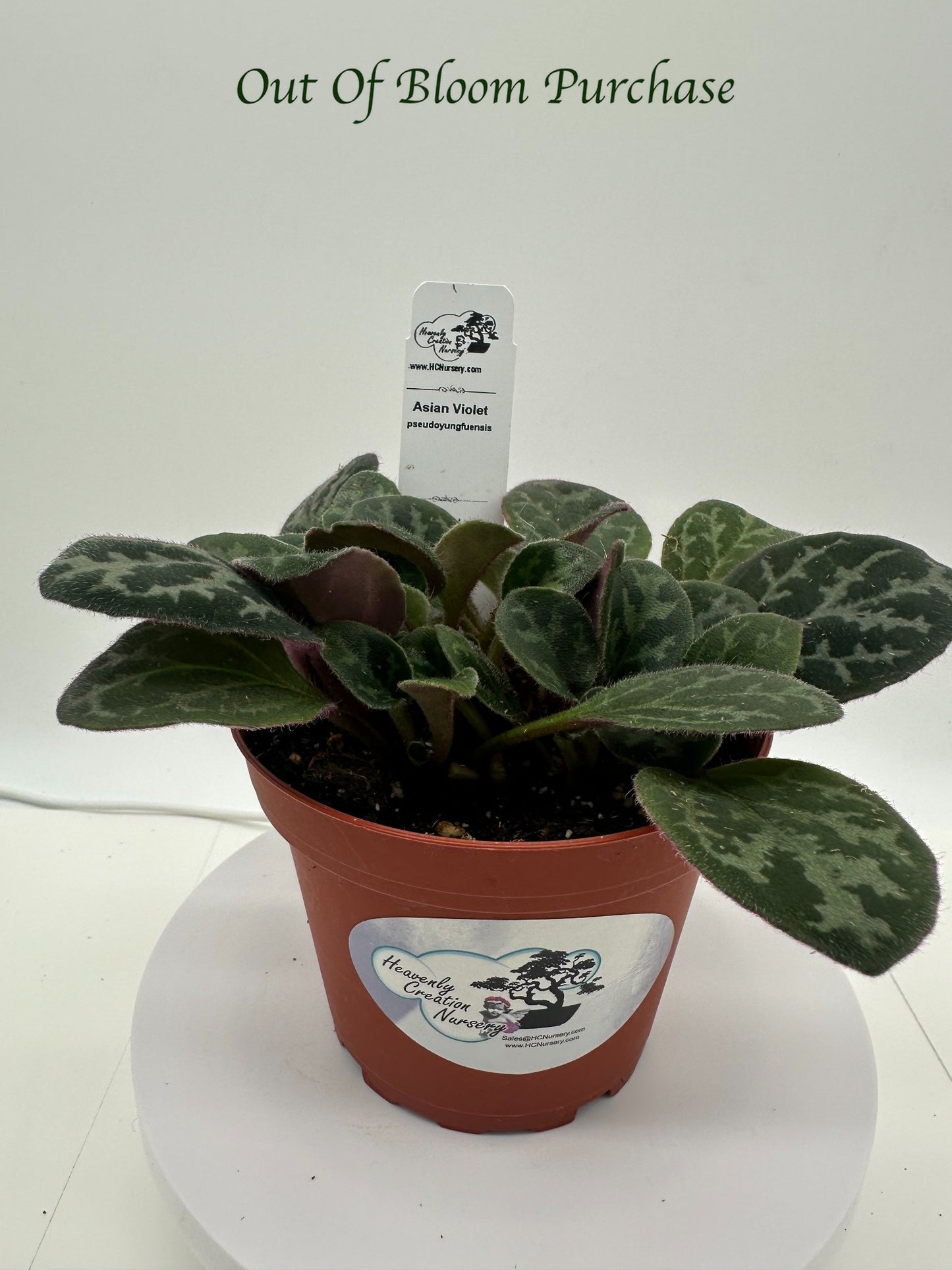Pseudoyungfuensis Asian Violet (Primulina) - Live Plant 4"