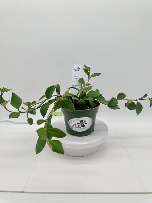 Pubera - Live Hoya 4"