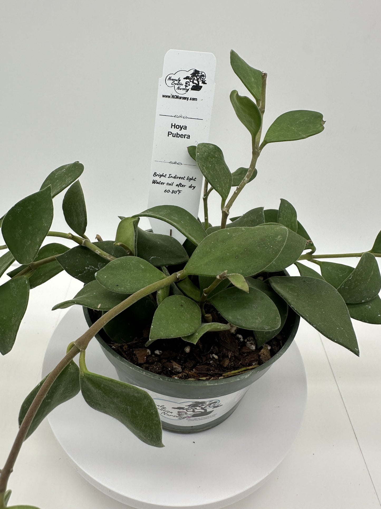 Pubera (fuzzy leaf) - Live Hoya 4"