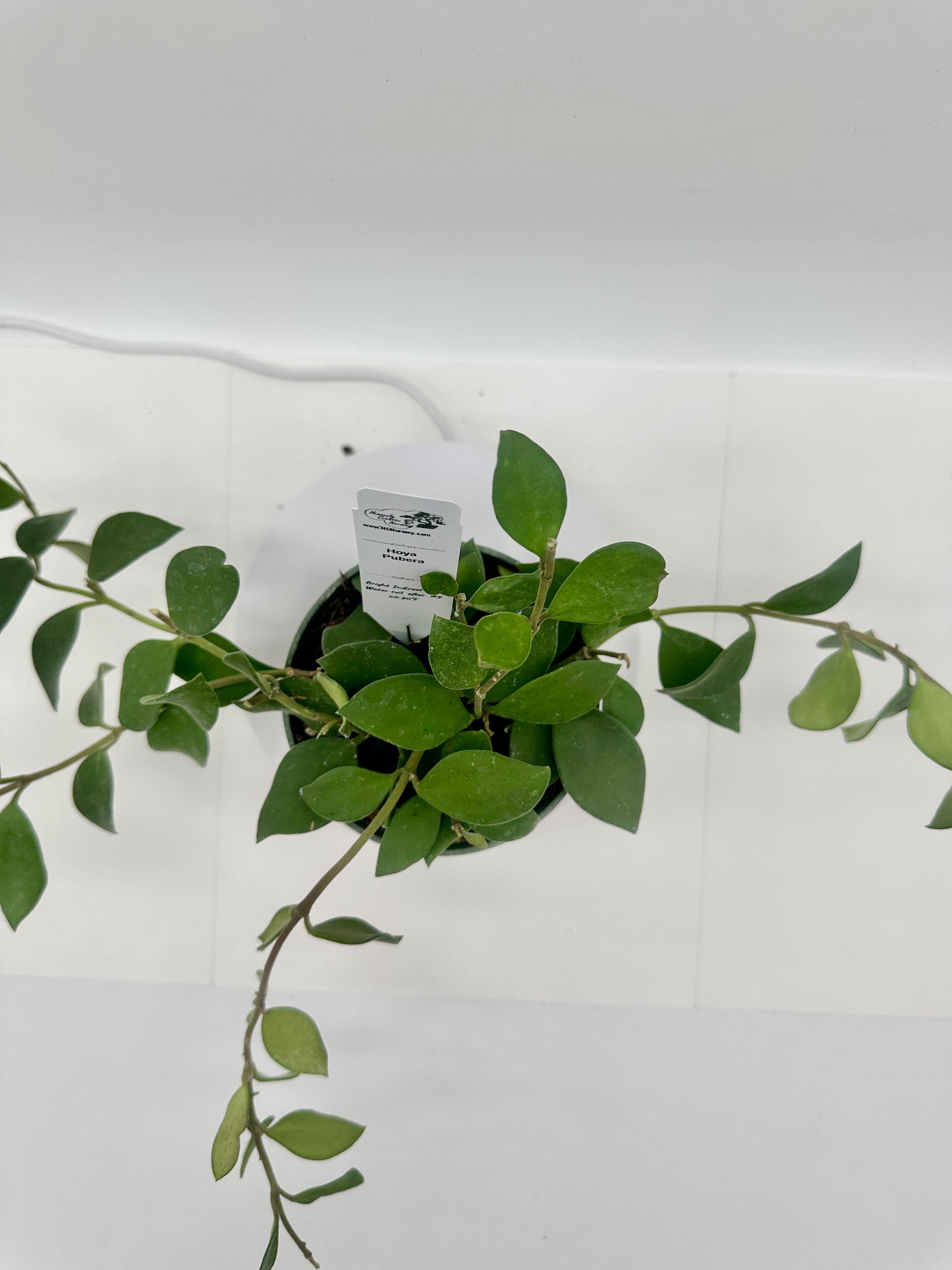 Pubera (fuzzy leaf) - Live Hoya 4"