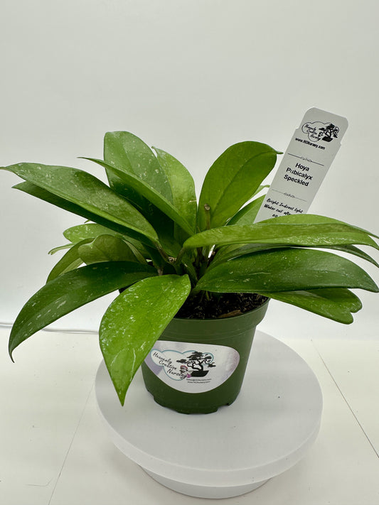 Pubicalyx Silver Splash (speckled) - Live Hoya 4"