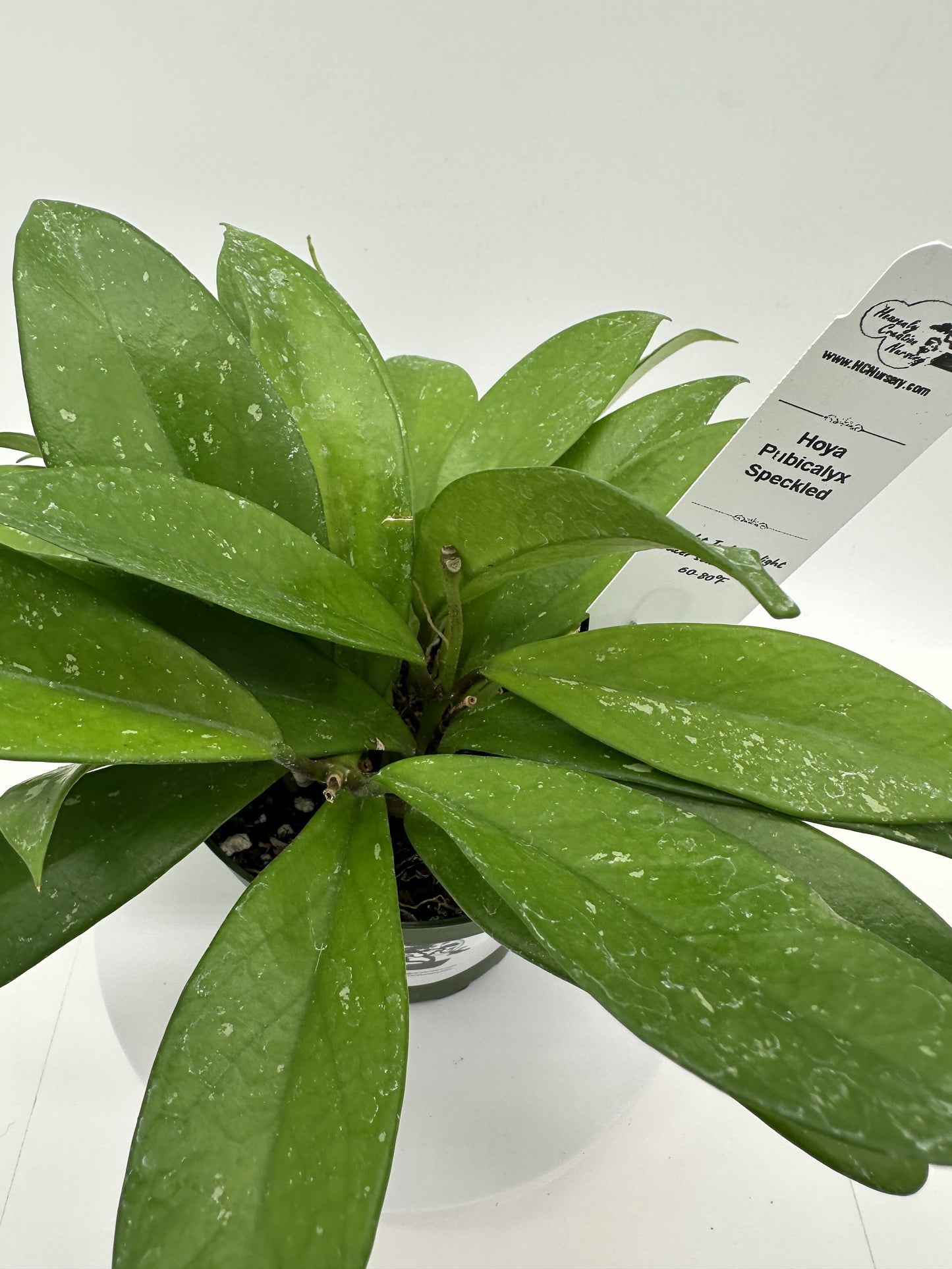 Pubicalyx Silver Splash (speckled) - Live Hoya 4"