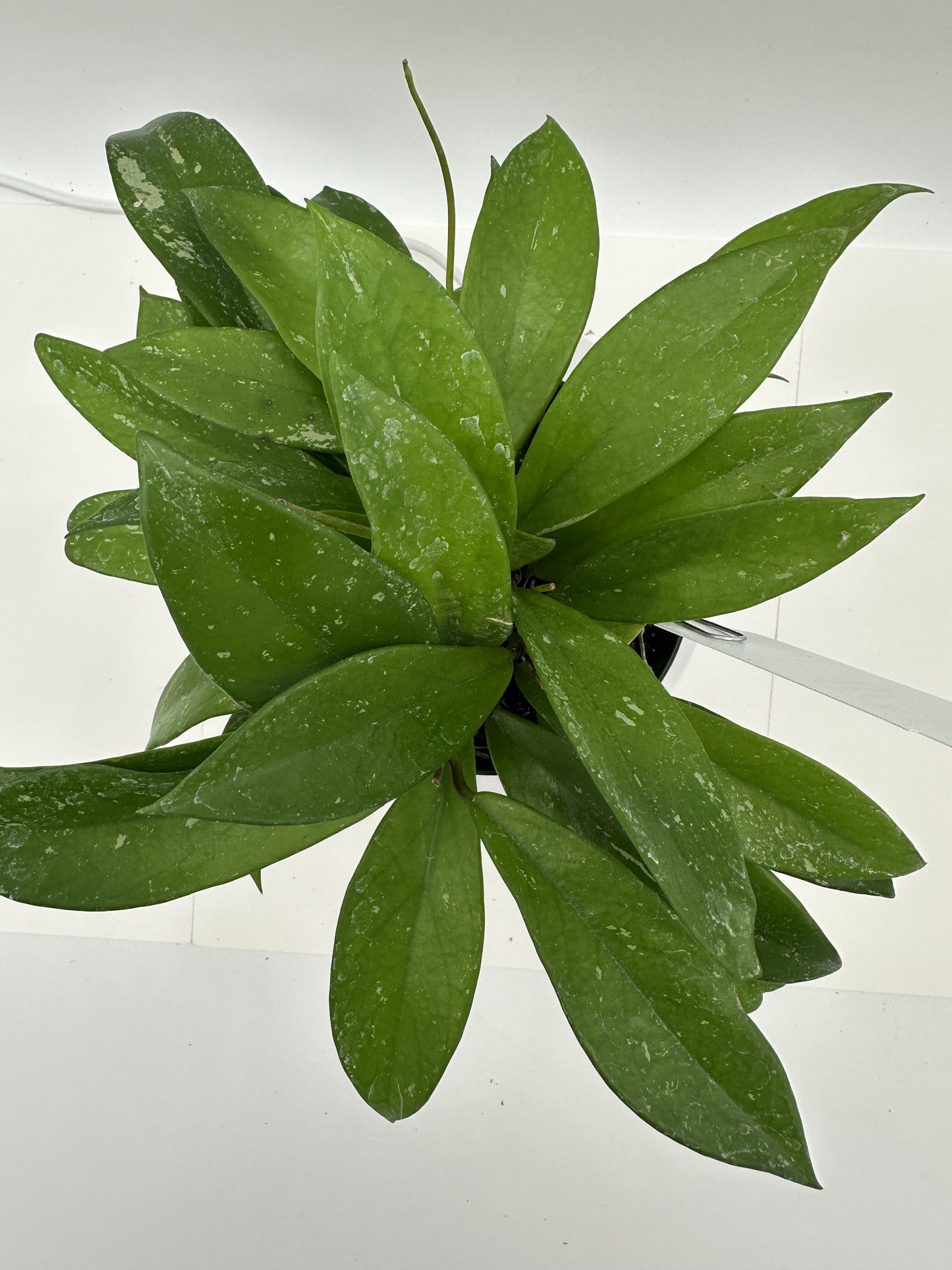 Pubicalyx Silver Splash (speckled) - Live Hoya 4"