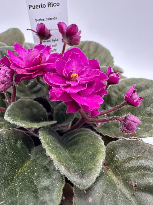 Puerto Rico - Live African Violet 4" - Series: U.S. States