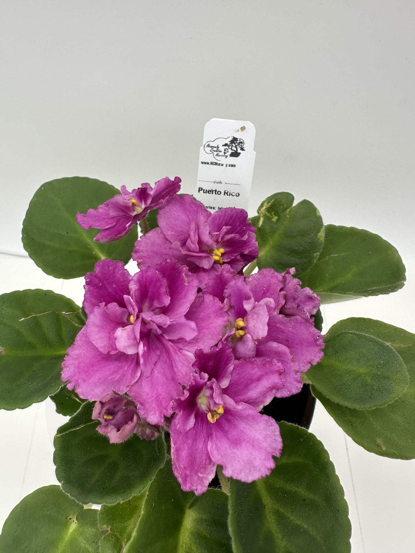 Puerto Rico - Live African Violet 4" - Series: U.S. States